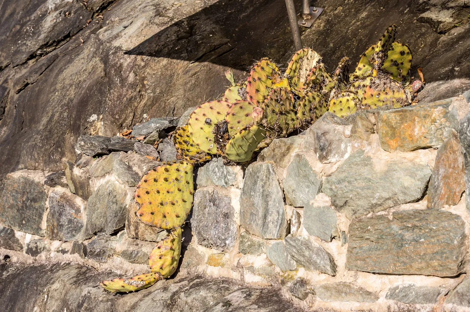 Centro botanico della Carinzia