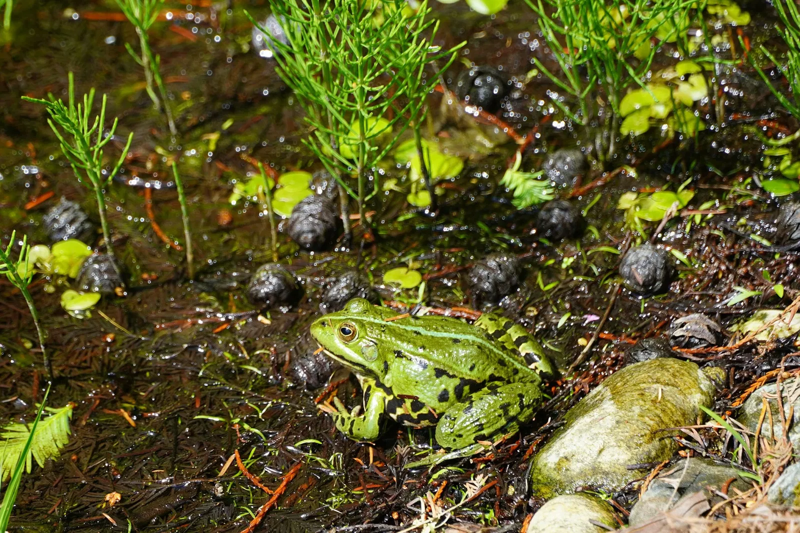 Klagenfurt Botanical Garden