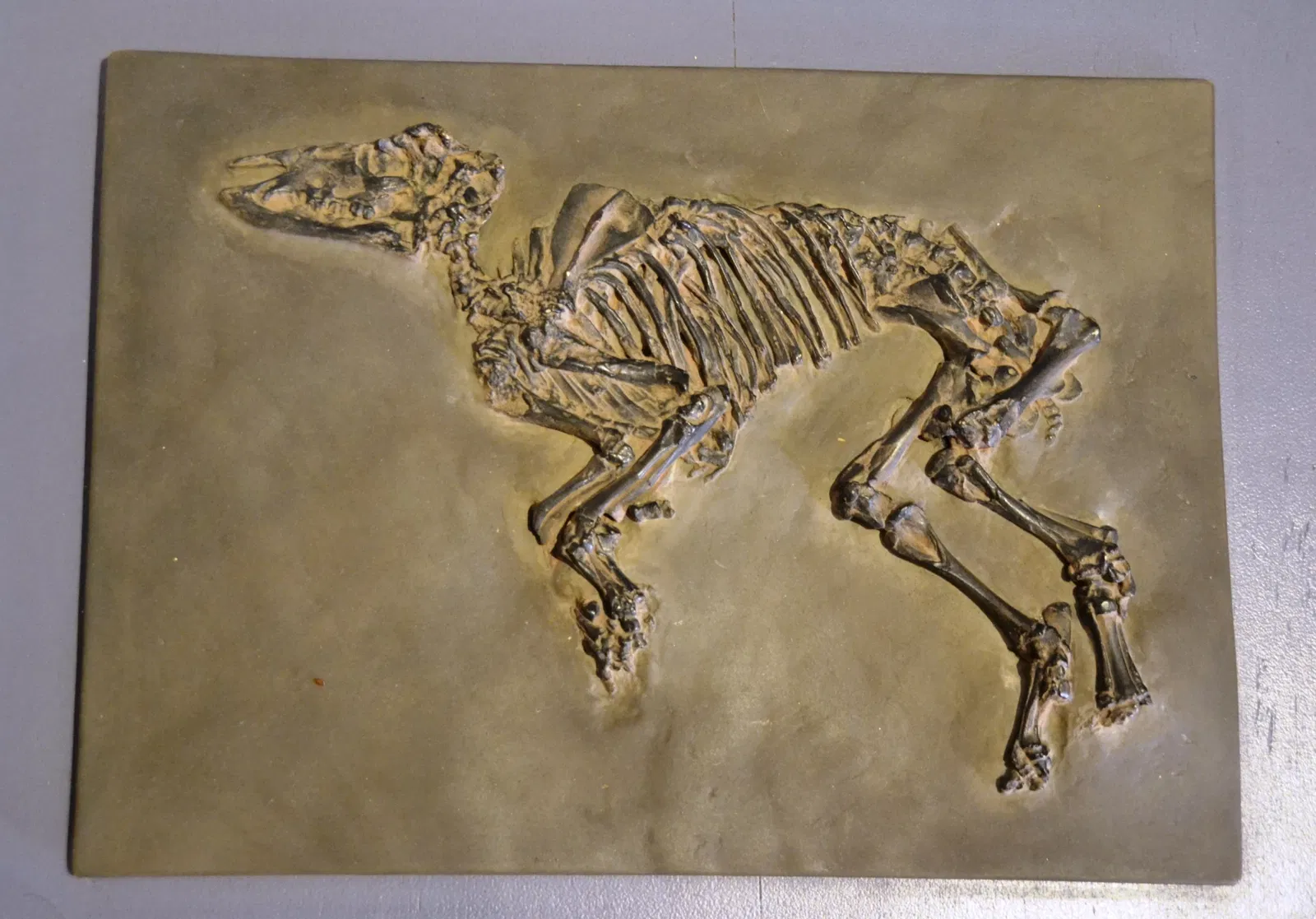 Naturkundemuseum Ostbayern