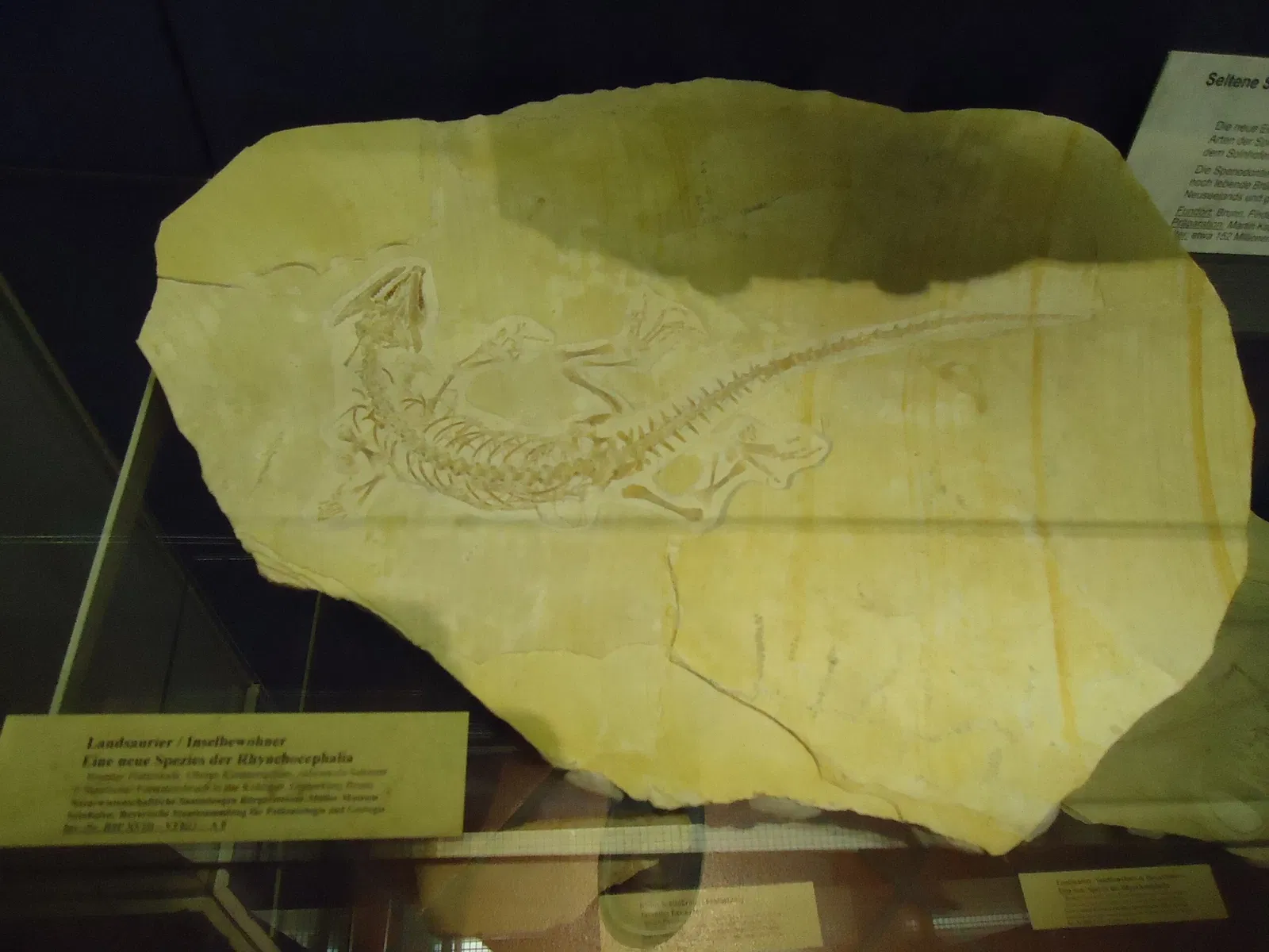 Naturkundemuseum Ostbayern