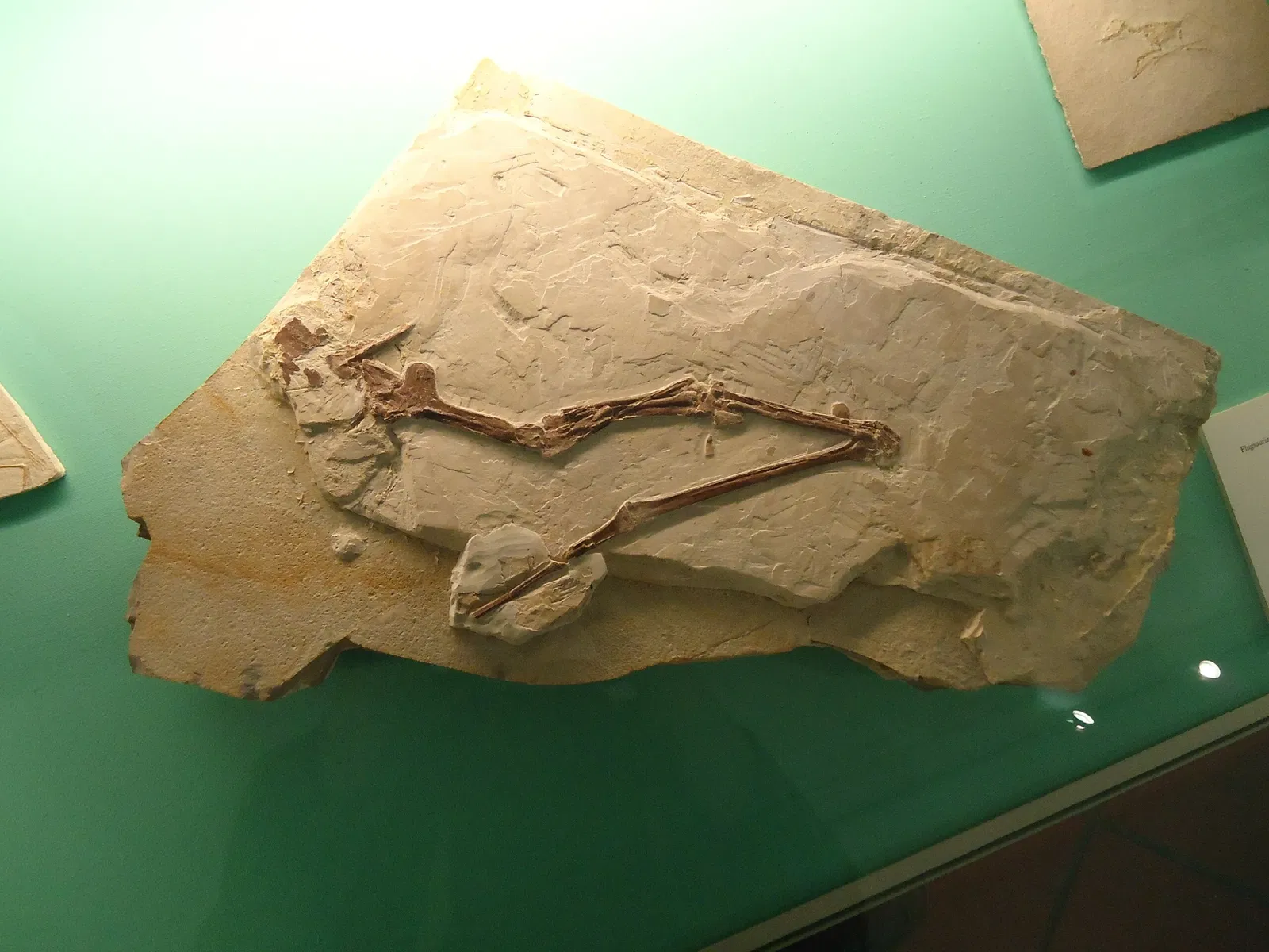 Naturkundemuseum Ostbayern