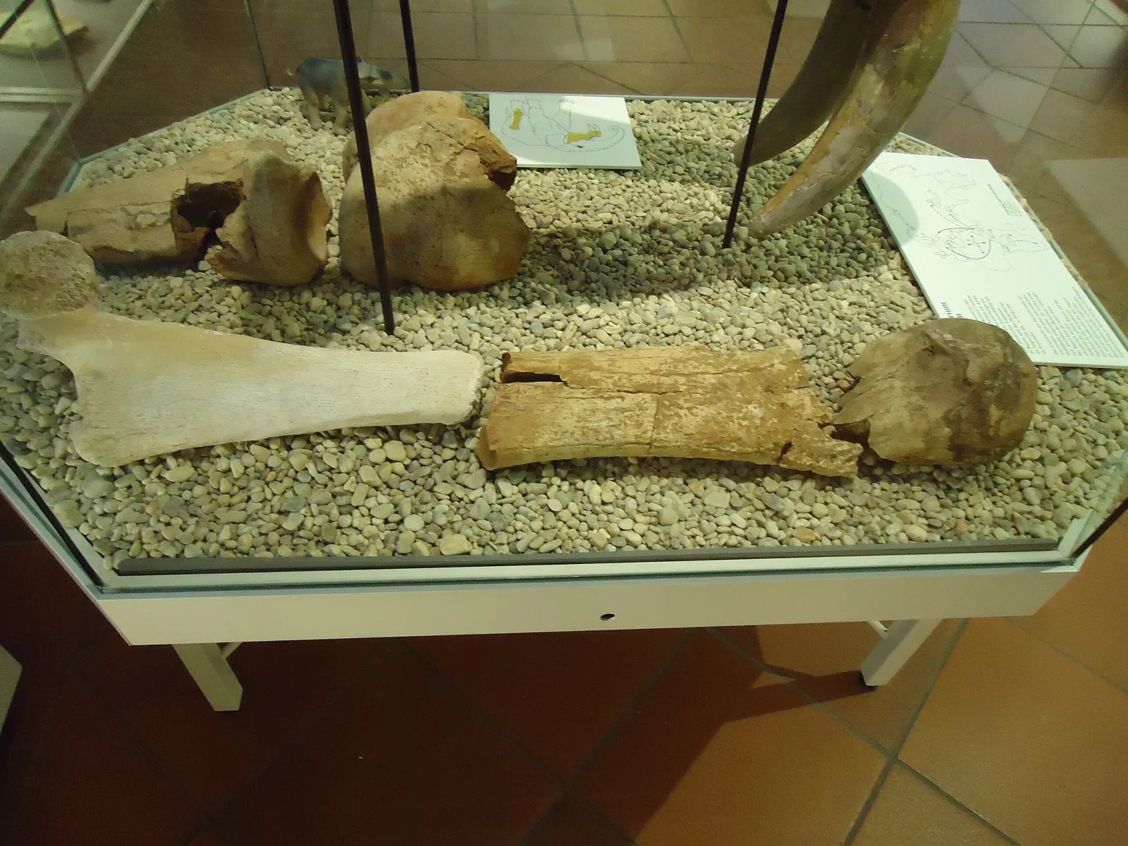 Naturkundemuseum Ostbayern