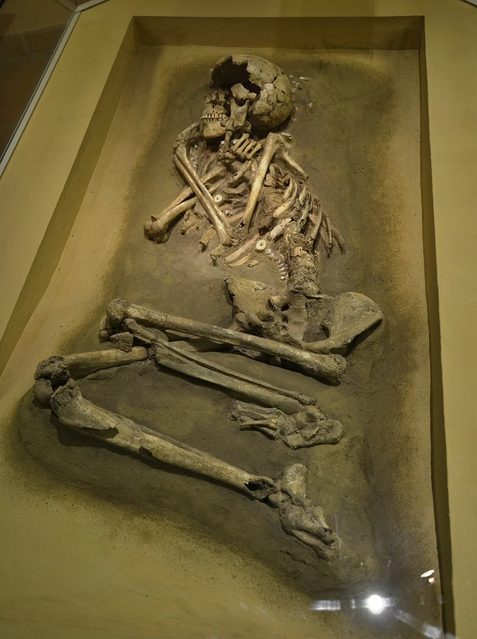 Naturkundemuseum Ostbayern