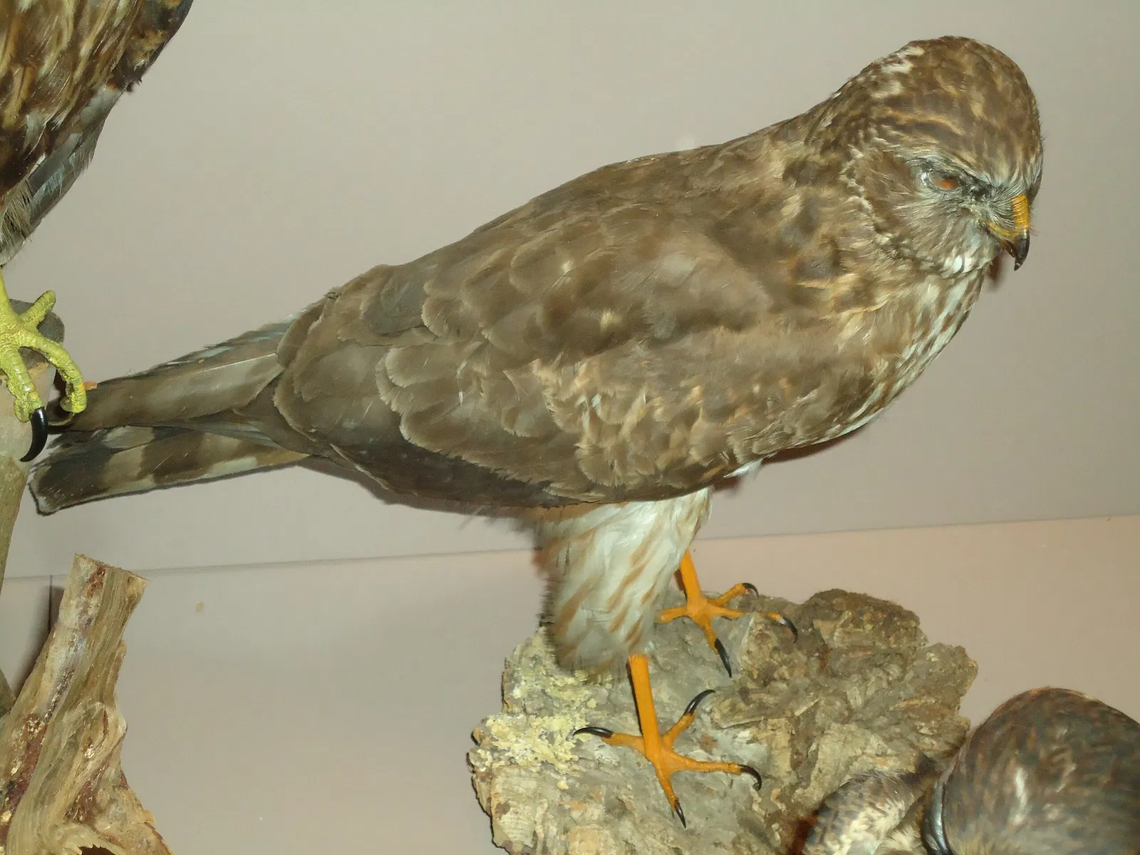 Naturkundemuseum Ostbayern