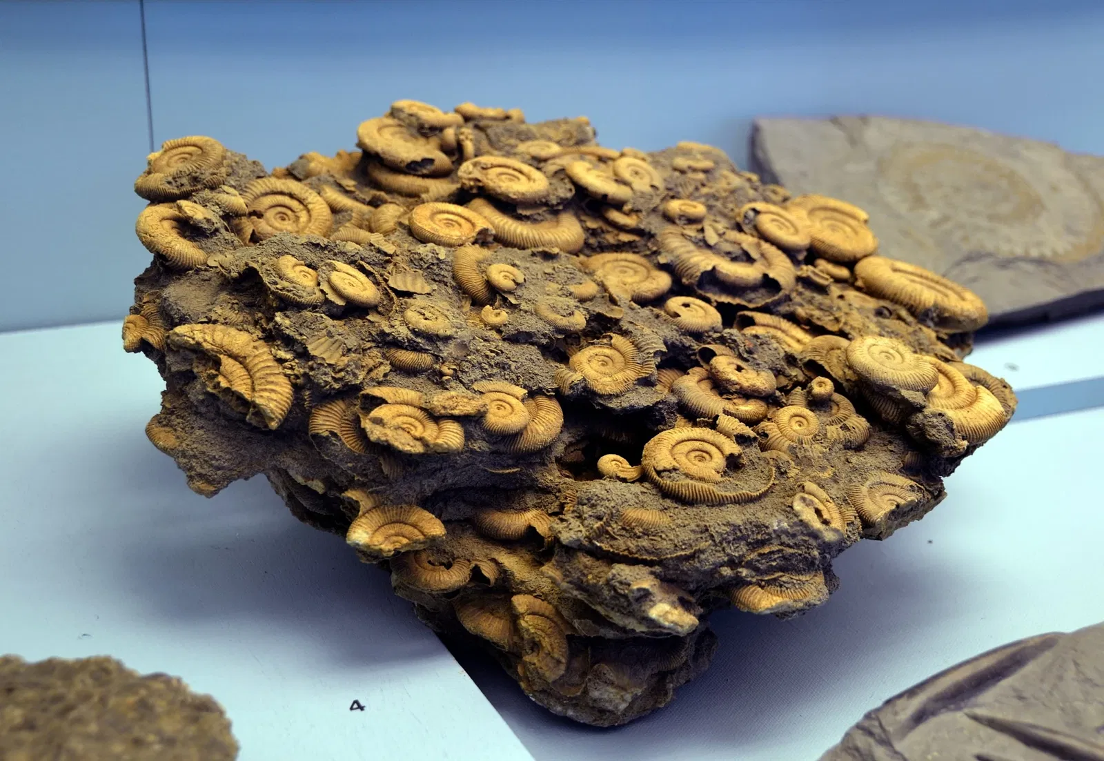 Naturkundemuseum Ostbayern