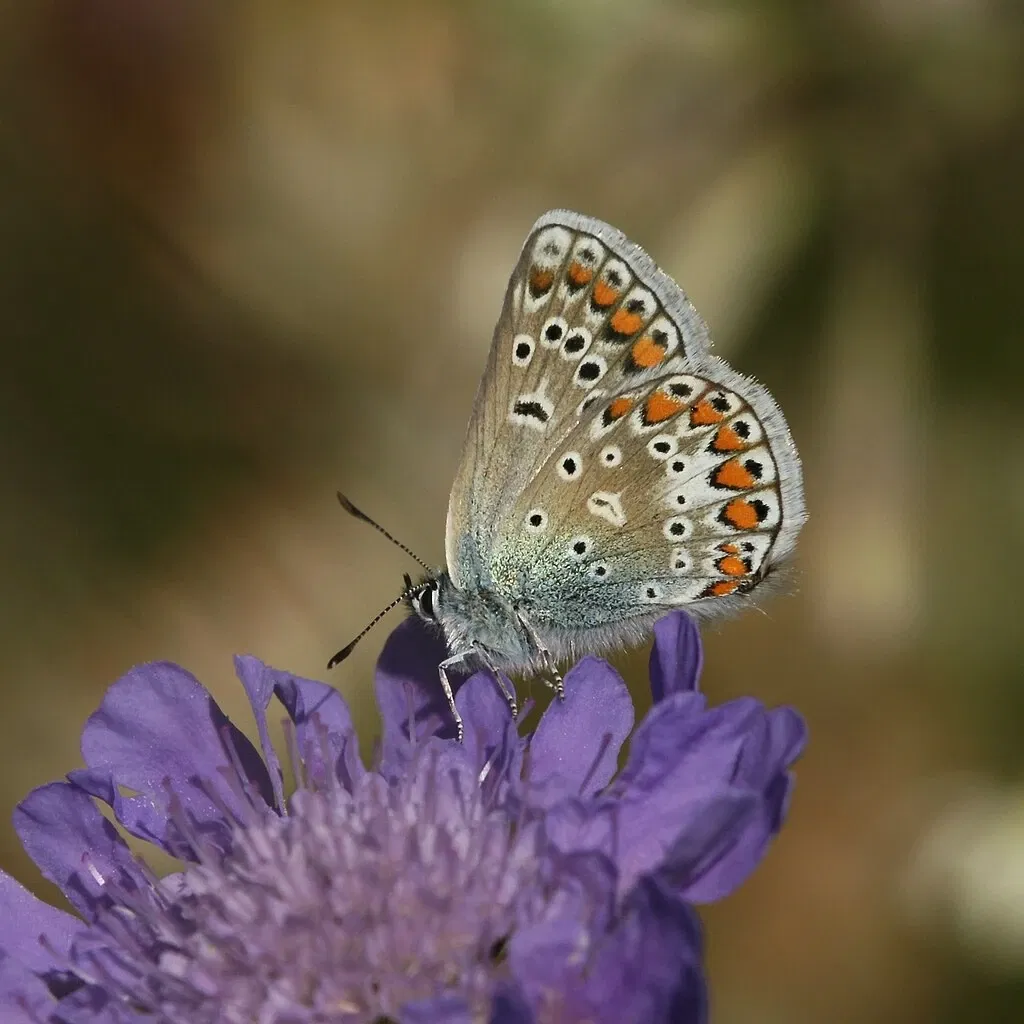 inatura - Erlebnis Naturschau Dornbirn