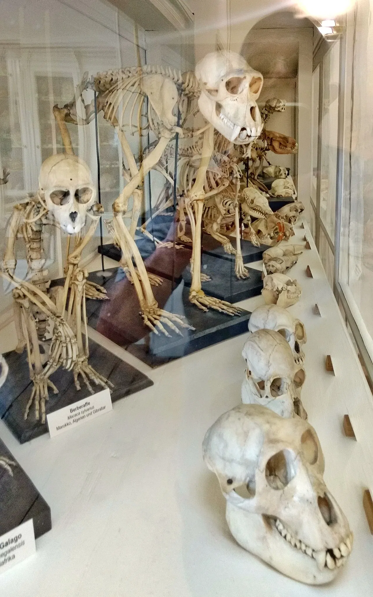 Natural History Museum