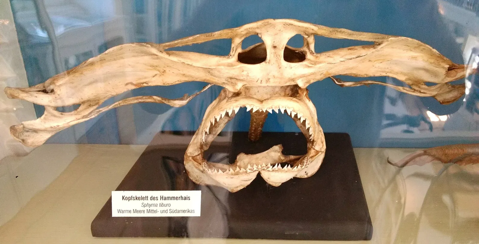 Naturkundemuseum