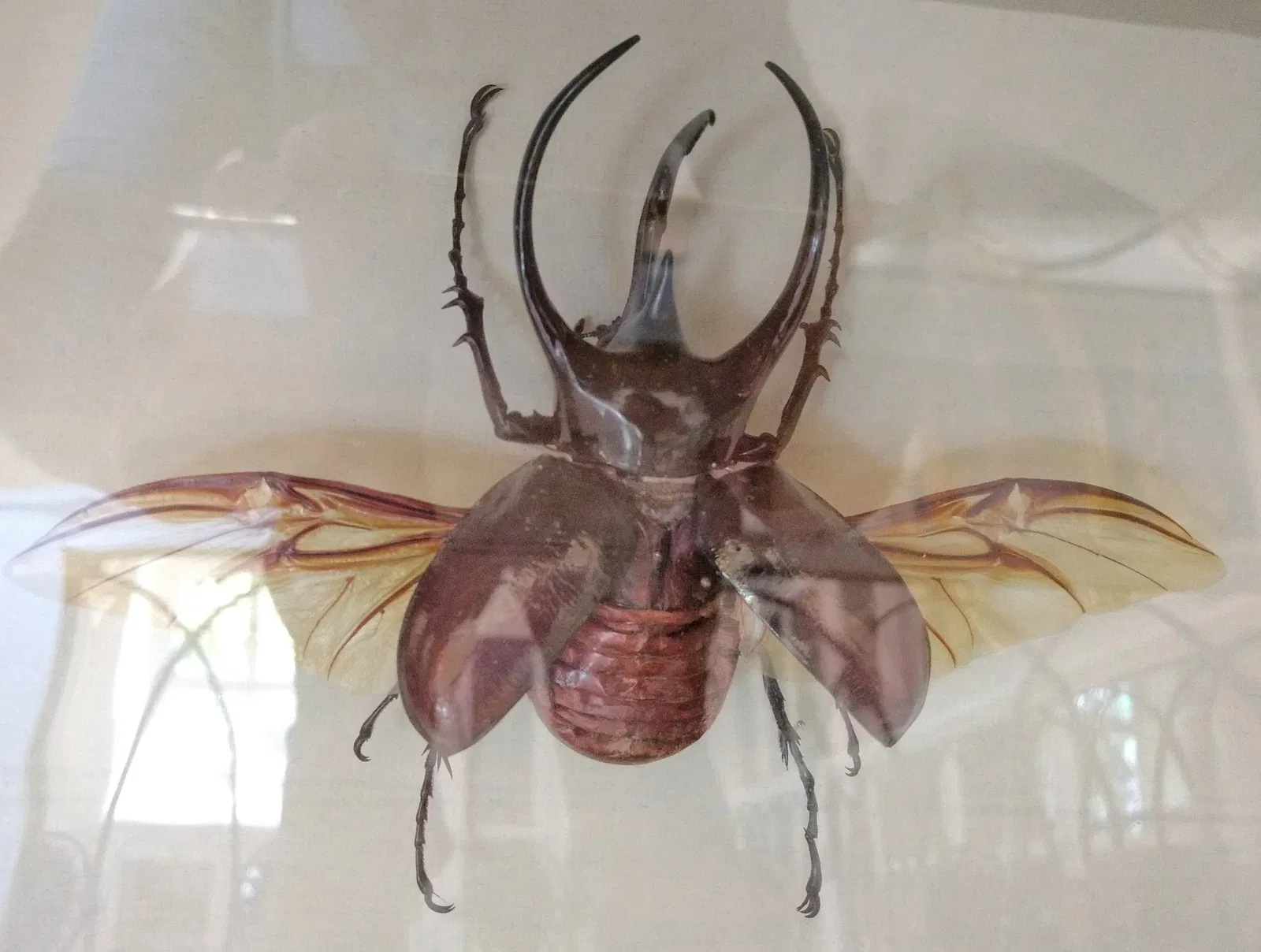 Natural History Museum