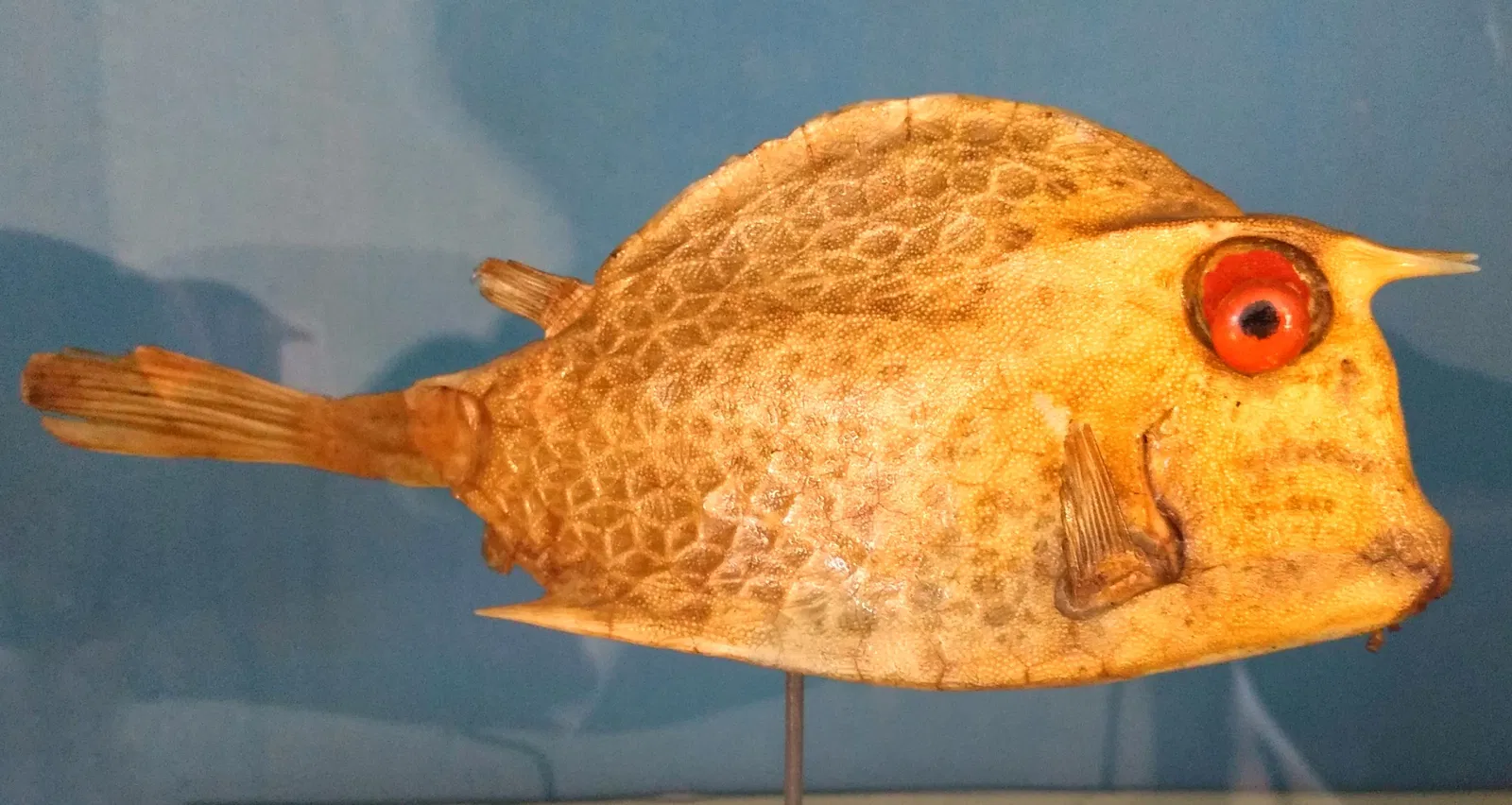 Natural History Museum