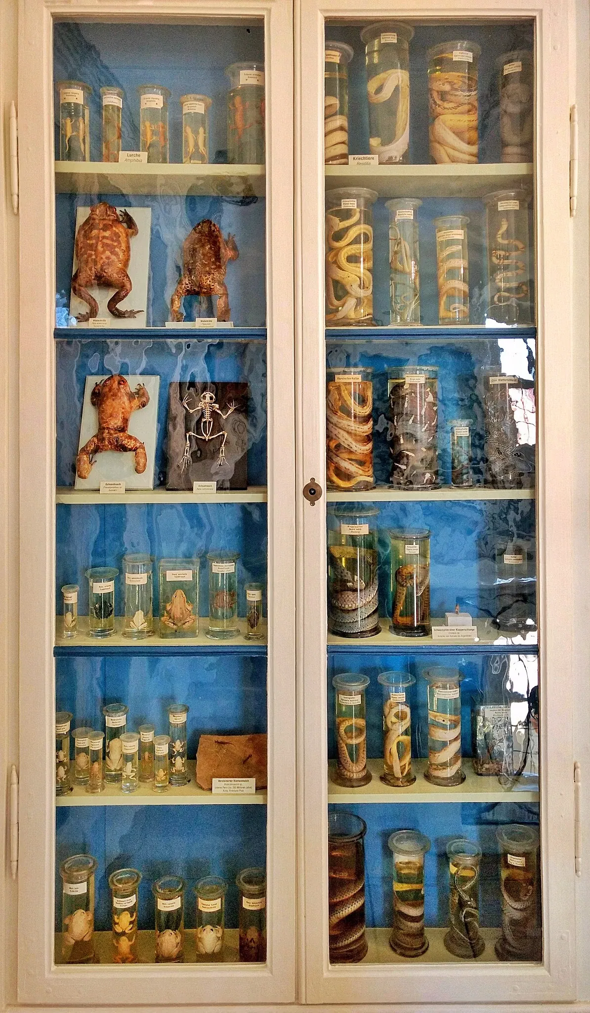 Natural History Museum