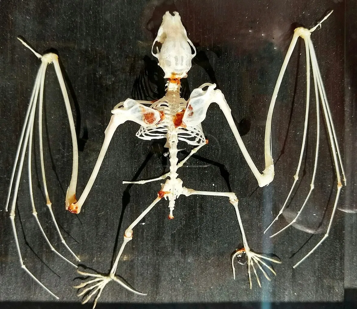 Natural History Museum