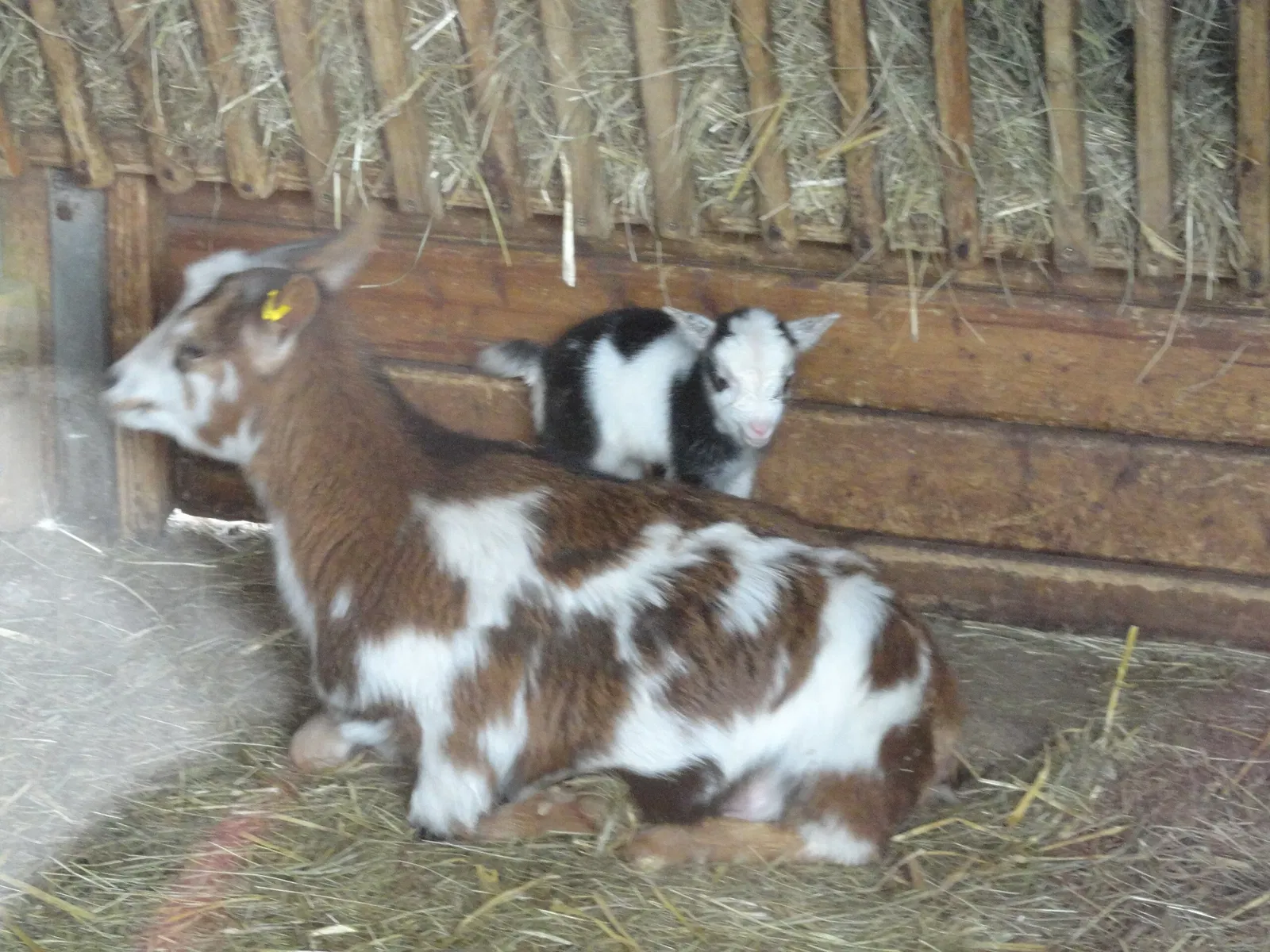 Aachener Tierpark Euregiozoo