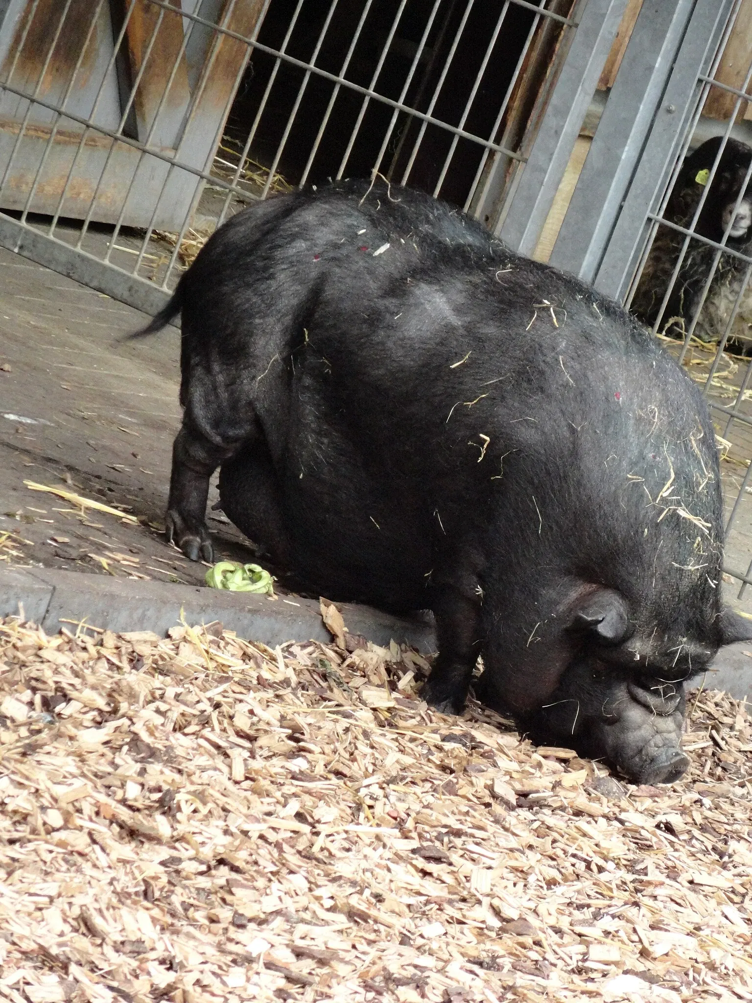 Aachener Tierpark Euregiozoo