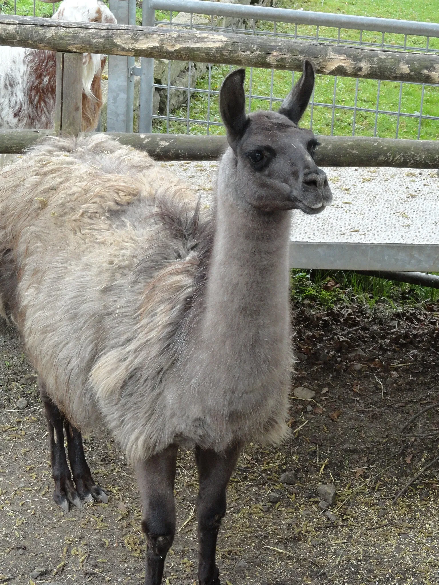 Aachener Tierpark Euregiozoo