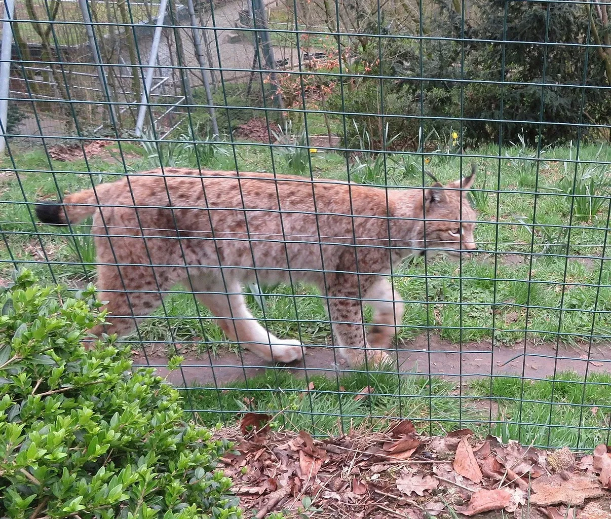 Aachener Tierpark Euregiozoo