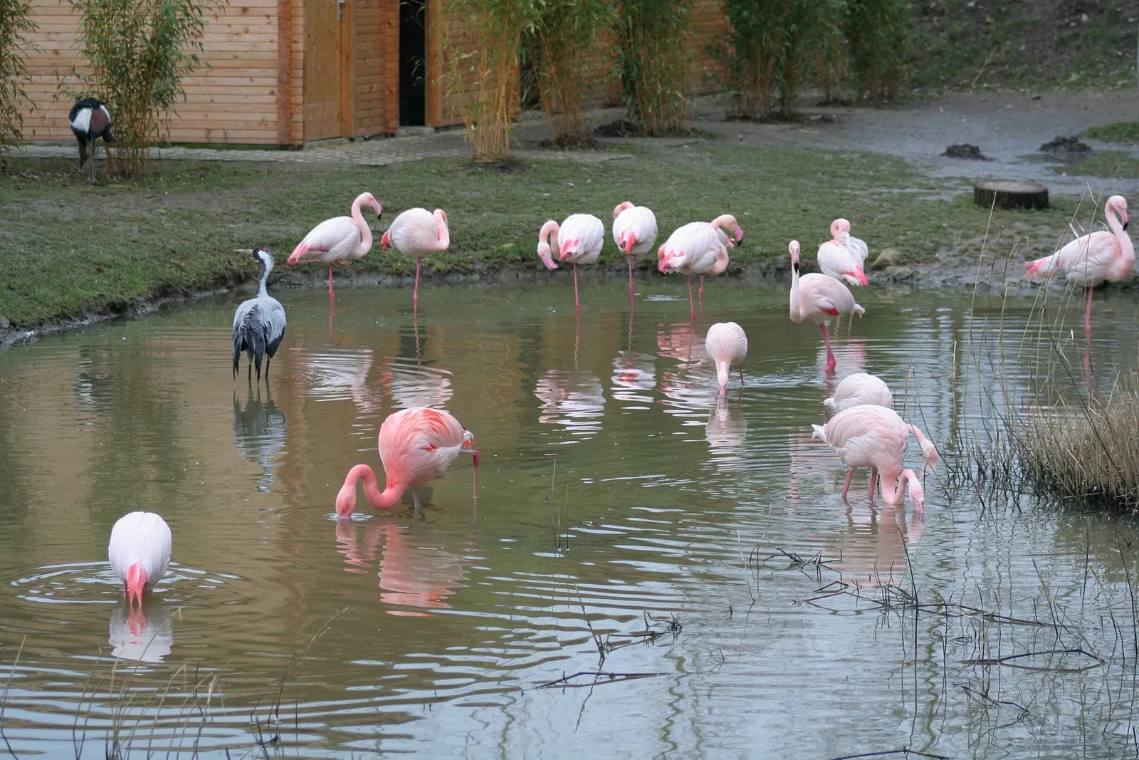 Aachener Tierpark Euregiozoo