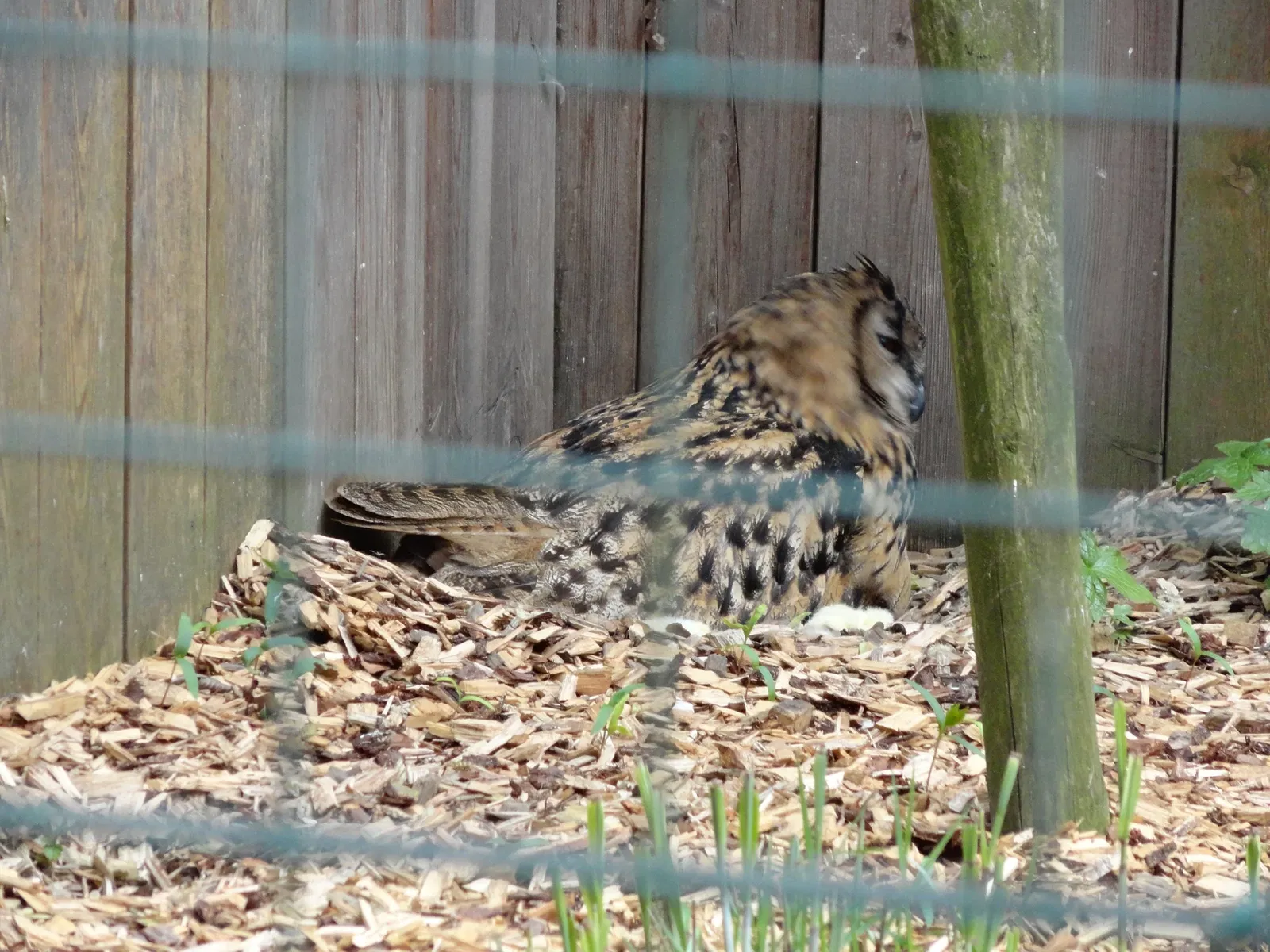 Aachener Tierpark Euregiozoo
