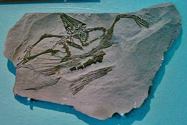 Museum für Naturkunde und Vorgeschichte