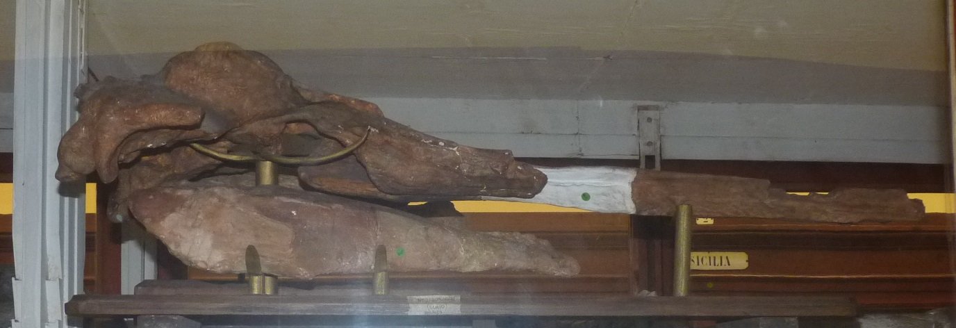 Museo Geologico Giovanni Capellini