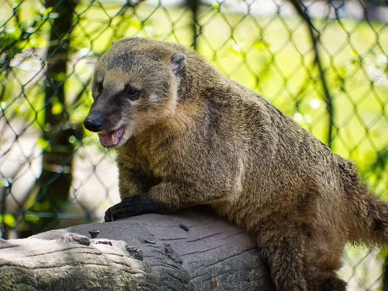 Raritätenzoo Ebbs (Wagrain-Mühltal) - Besucherinformationen & Bewertungen