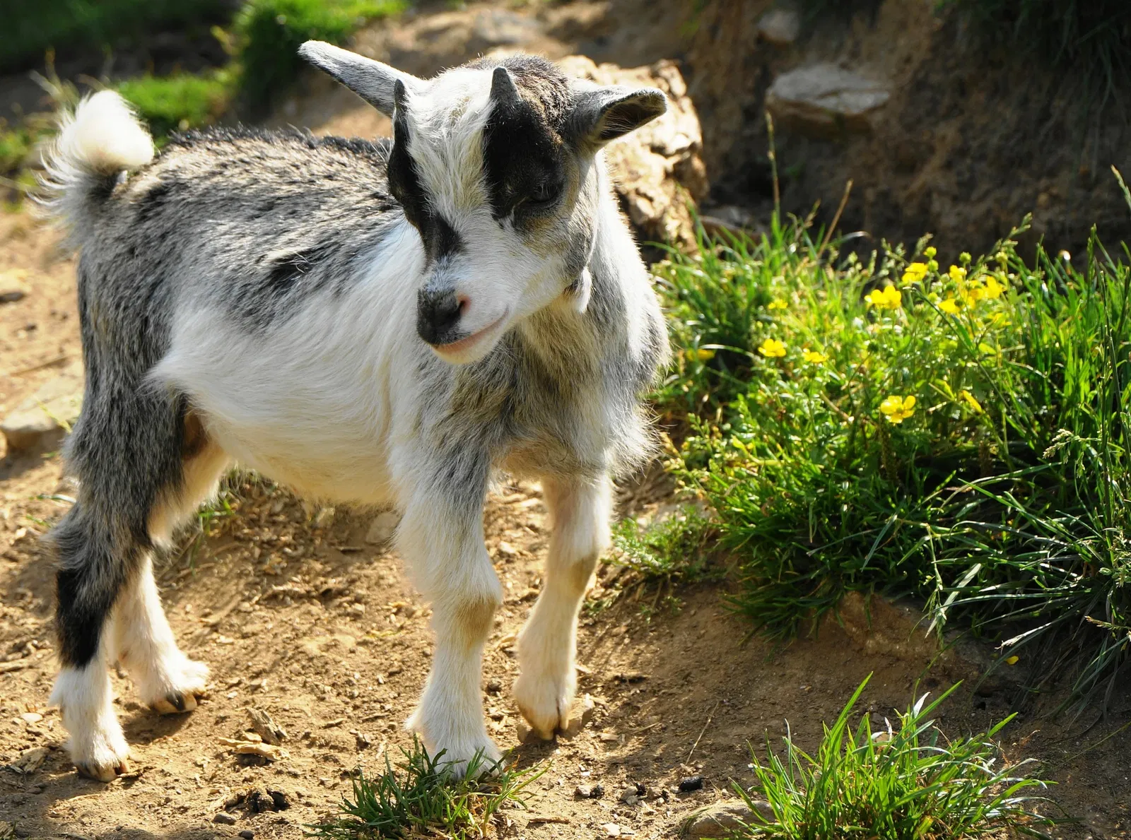 Alpen Wildpark Feld am See