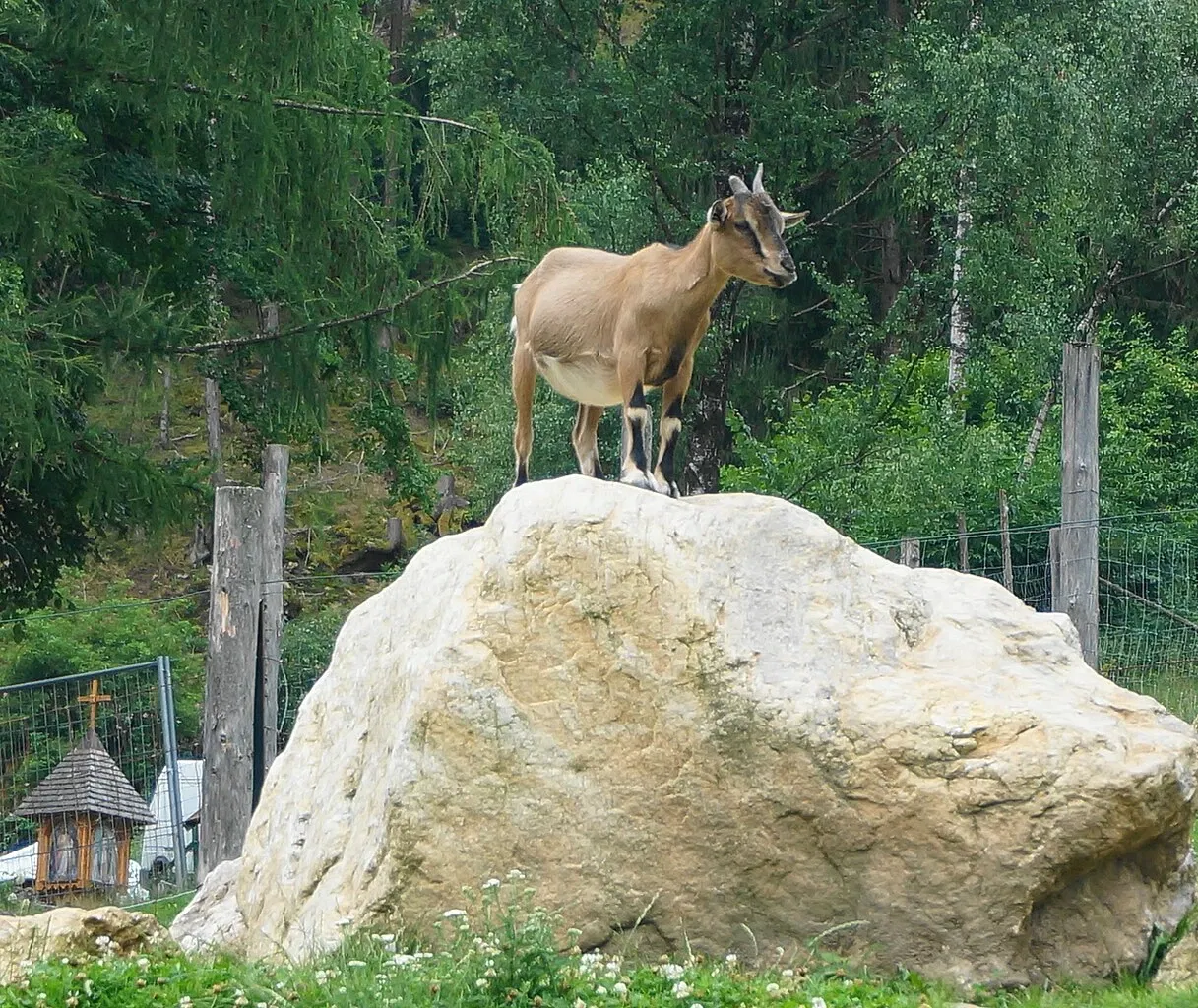 Alpen Wildpark Feld am See