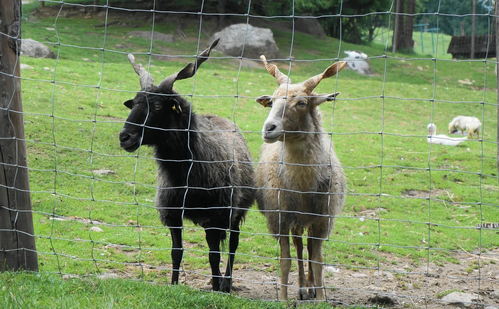Alpen Wildpark Feld am See