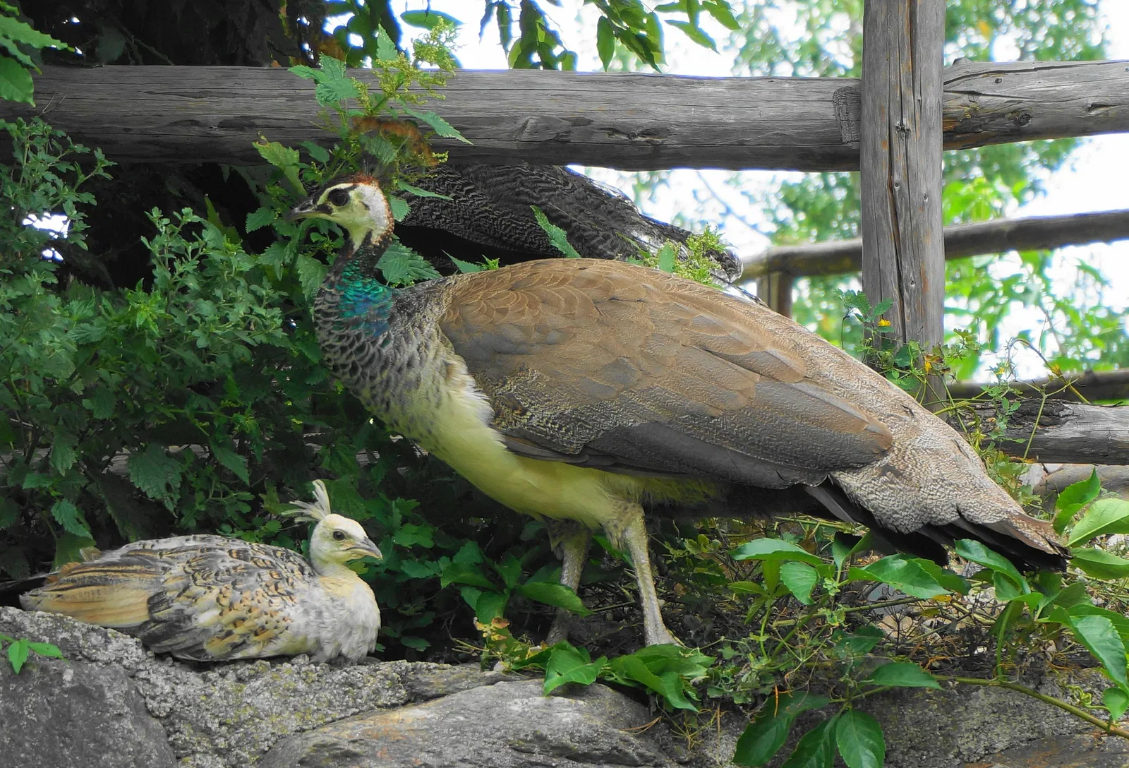 Alpen Wildpark Feld am See