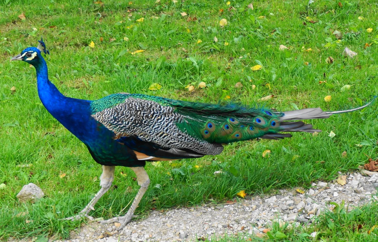 Alpen Wildpark Feld am See