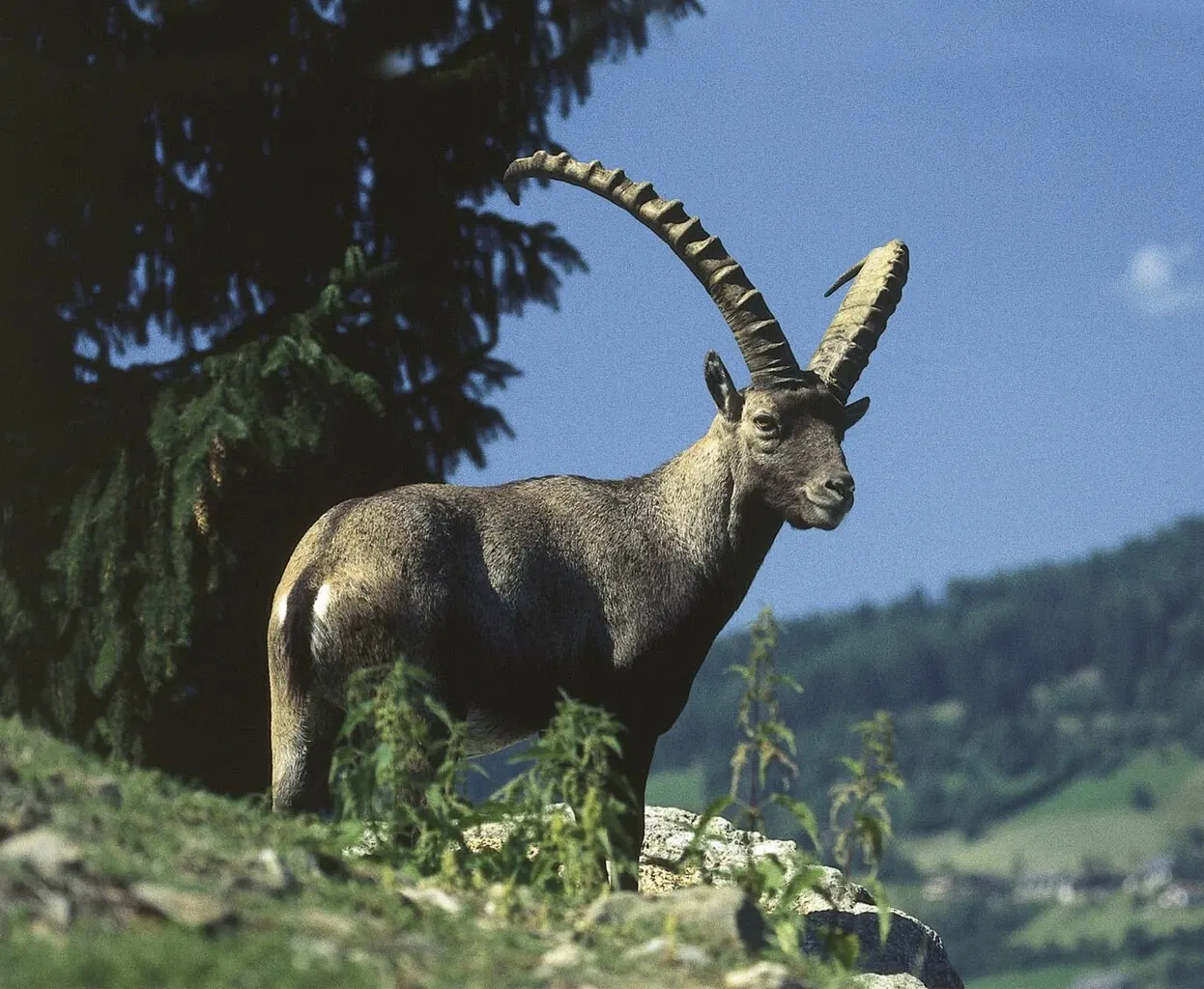 Alpen Wildpark Feld am See