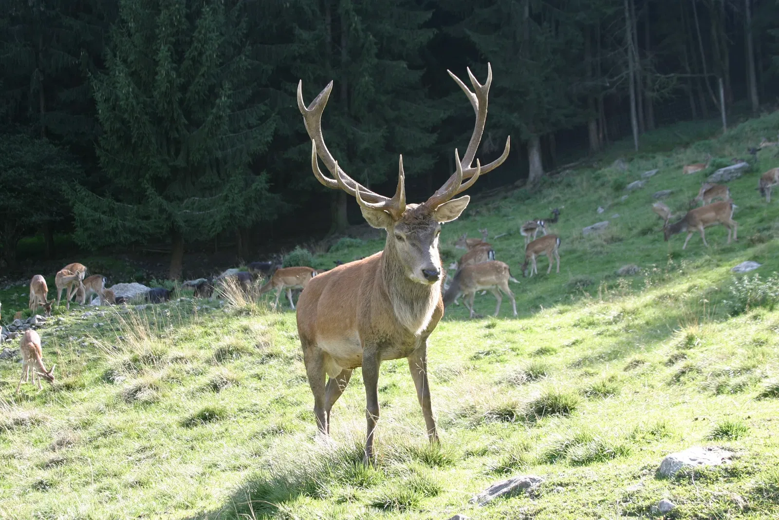 Alpen Wildpark Feld am See