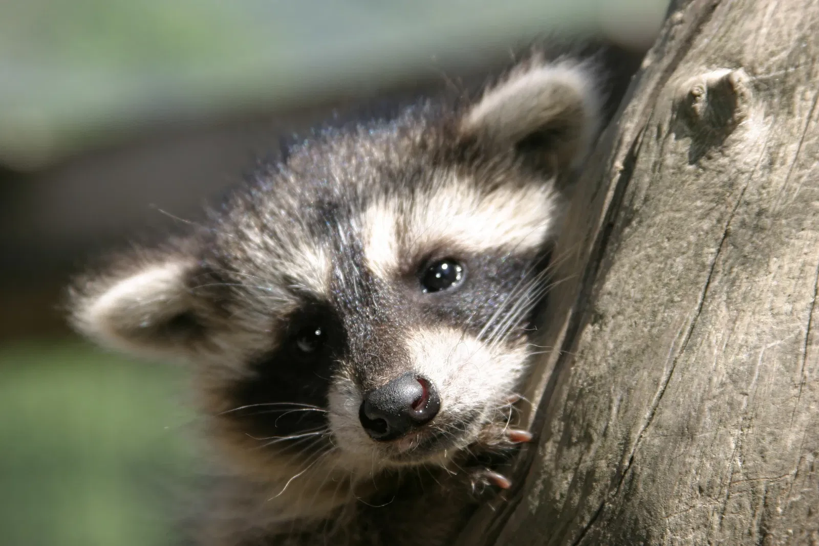 Alpen Wildpark Feld am See