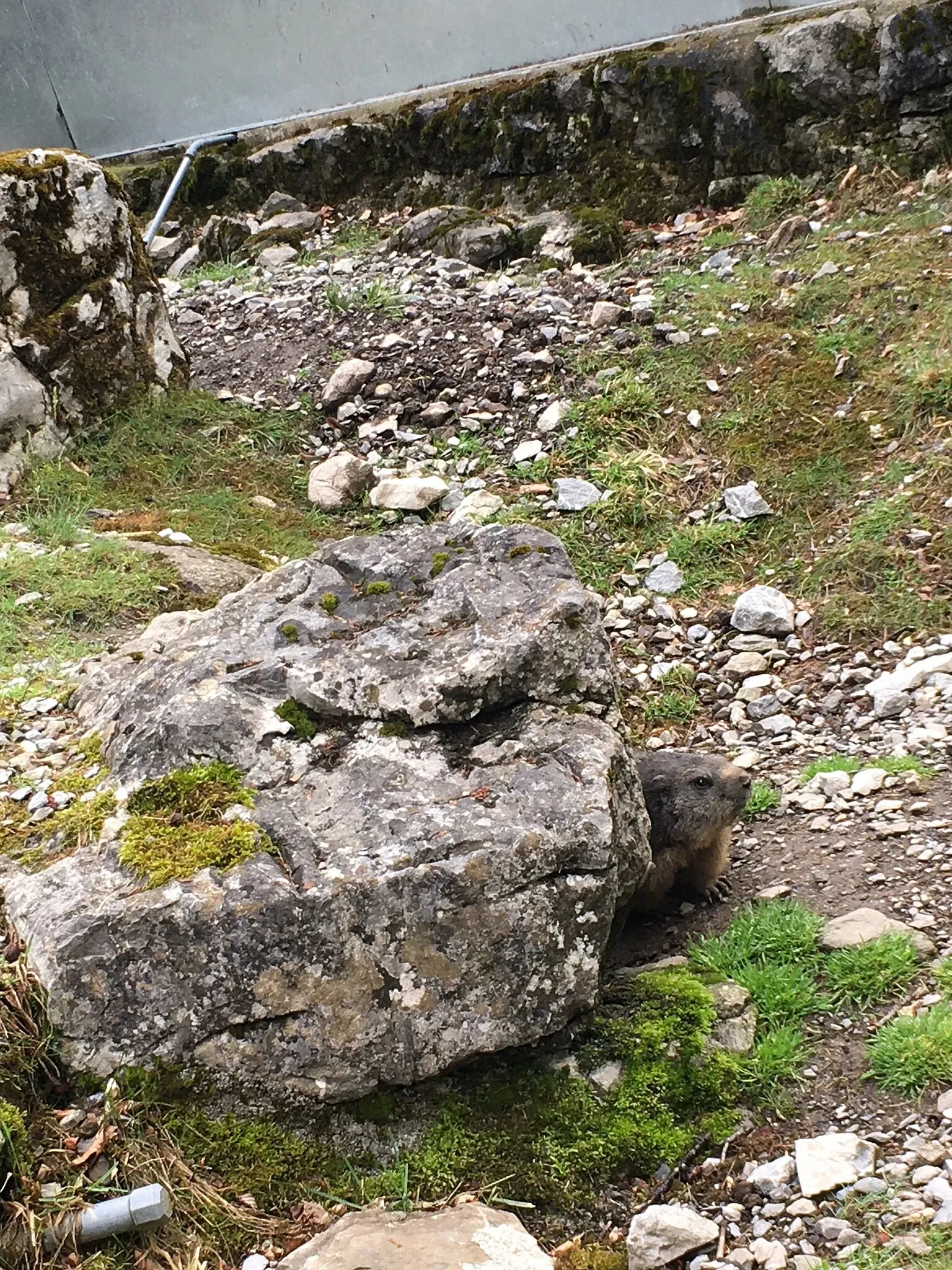 Brienz Wildlife Park