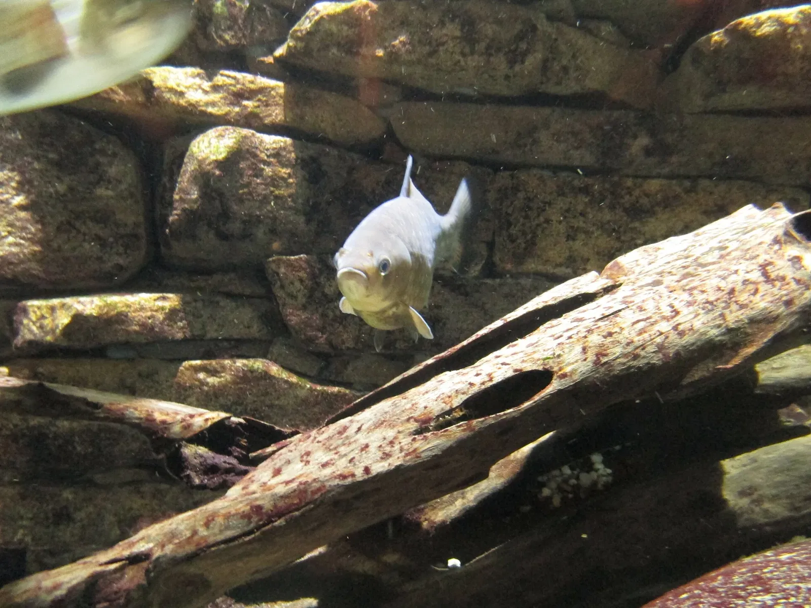 Haus Ruhrnatur (Naturkundemuseum)