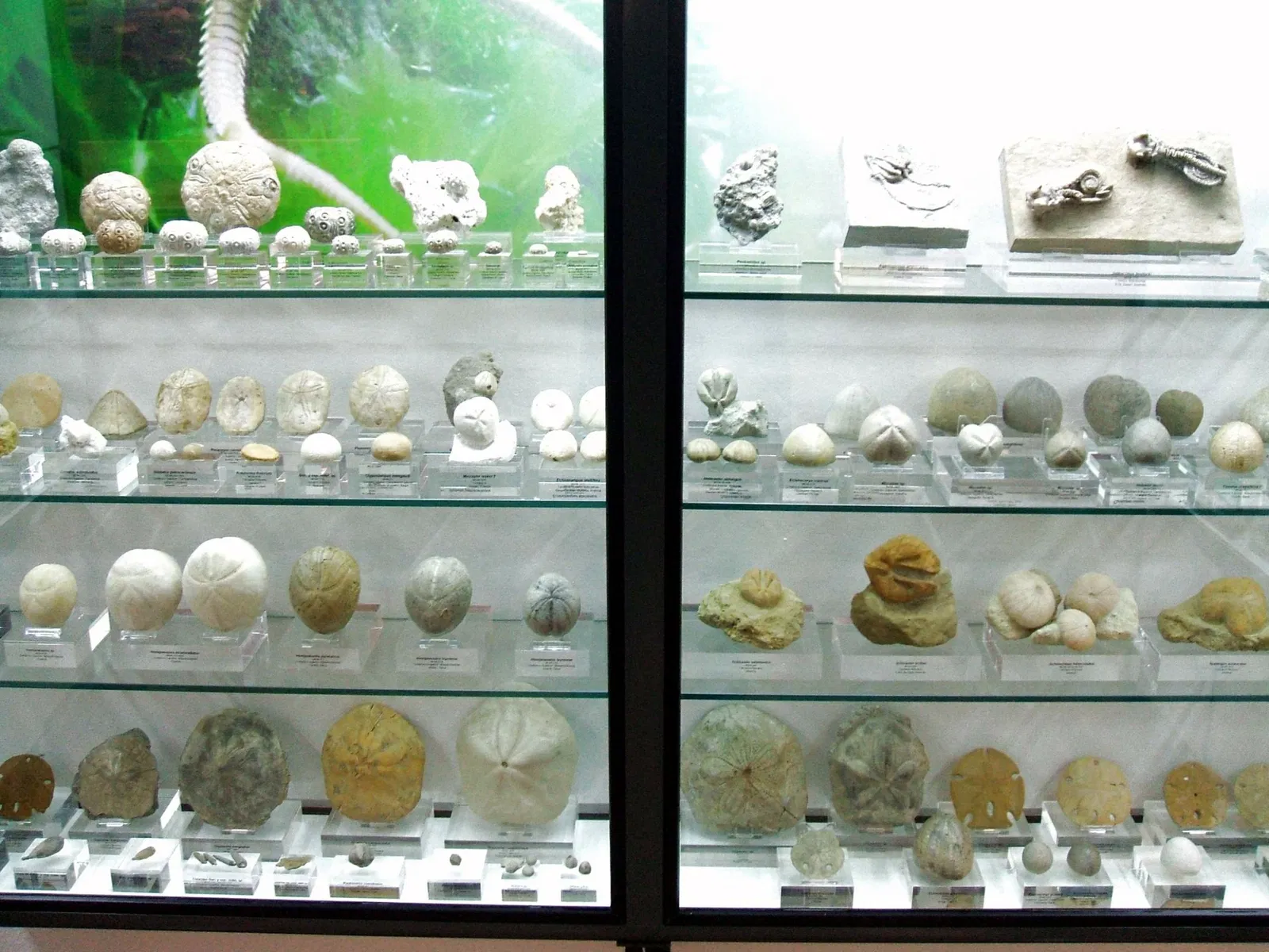 Museum of Natural Sciences of Álava