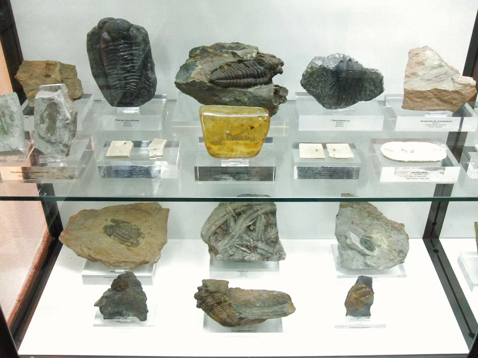 Museum of Natural Sciences of Álava