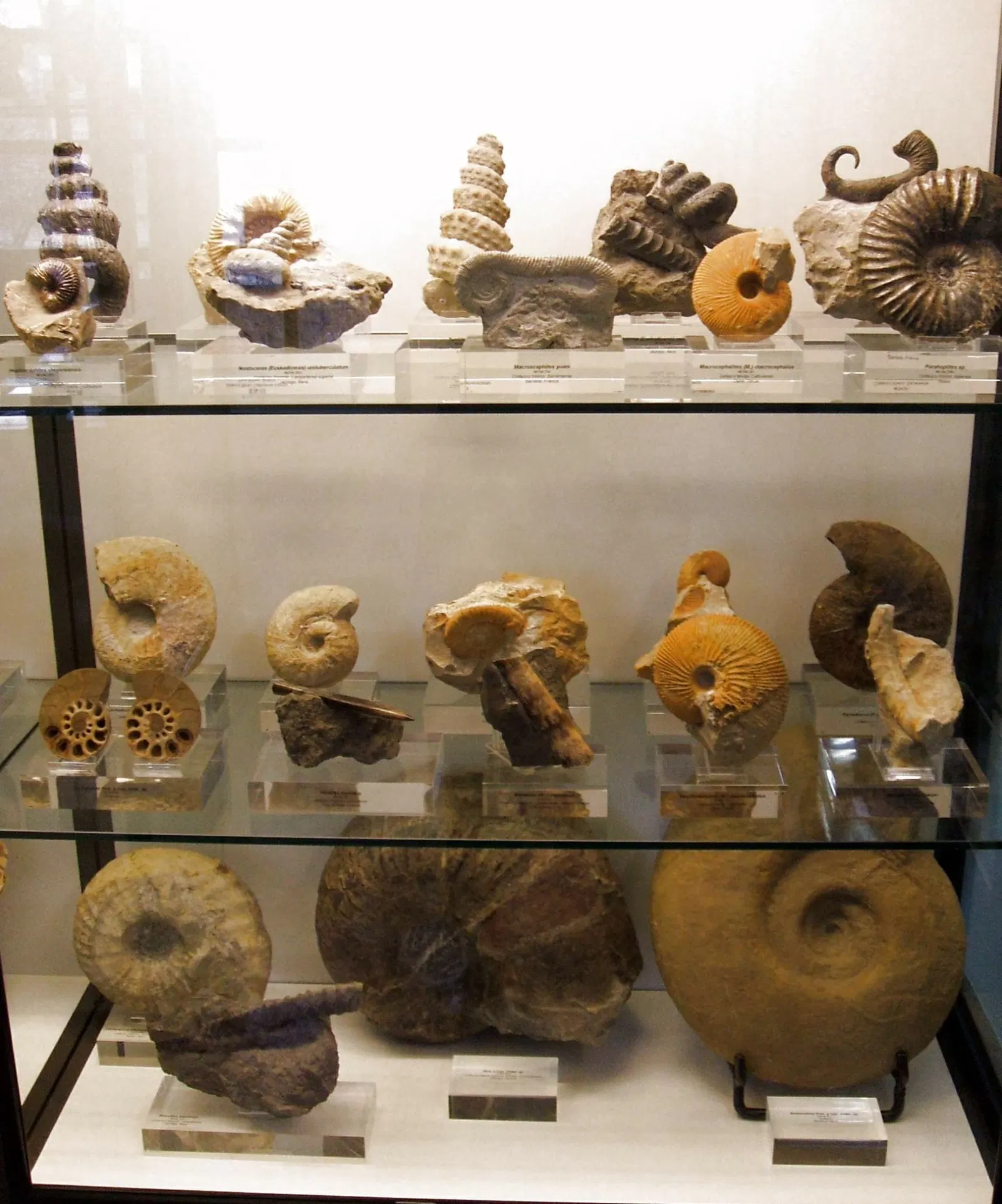 Museum of Natural Sciences of Álava