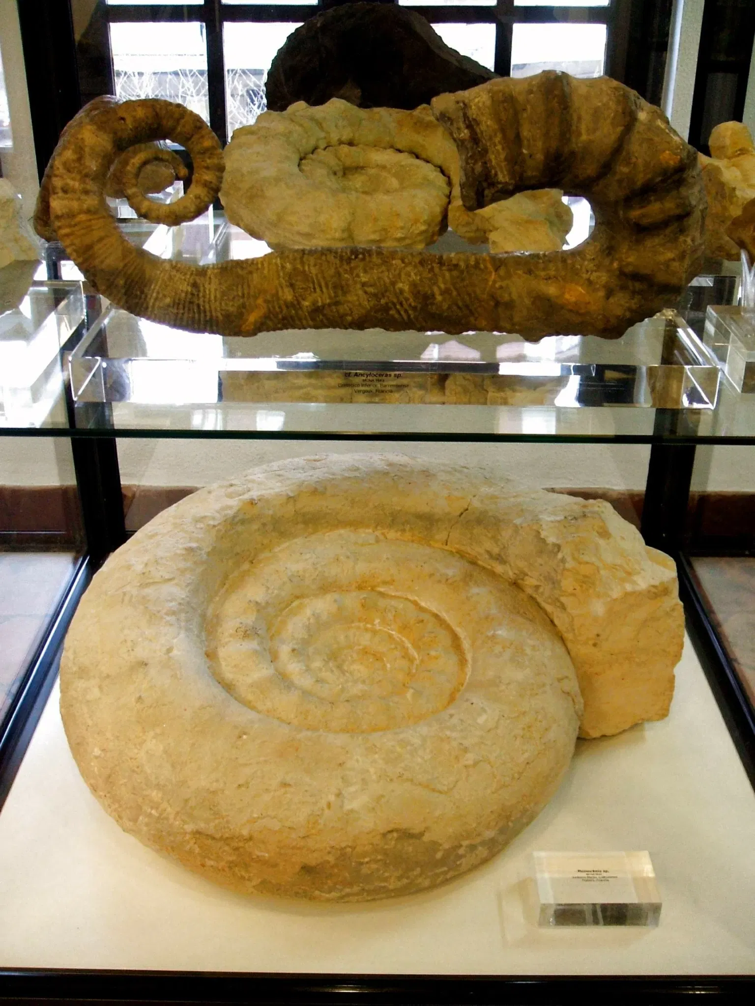 Museum of Natural Sciences of Álava