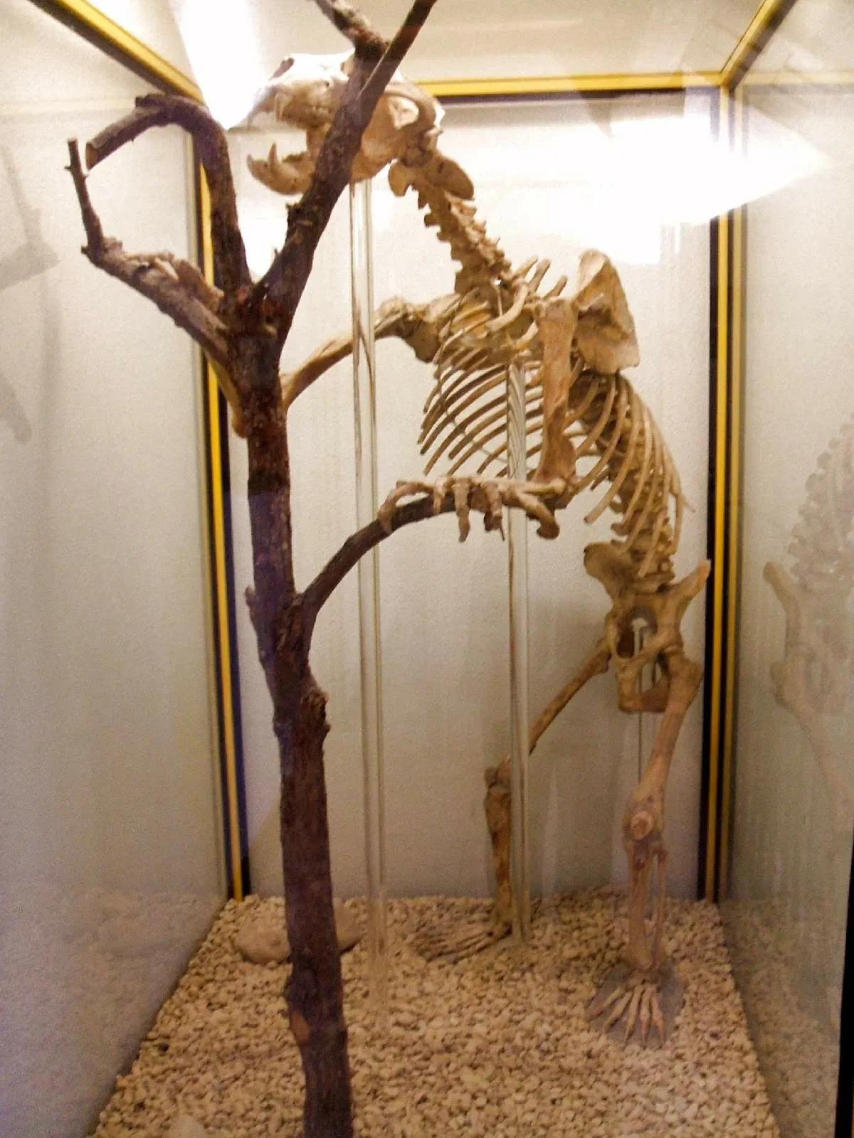 Museum of Natural Sciences of Álava