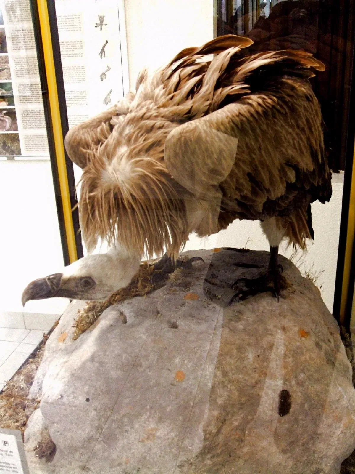 Musée des sciences naturelles d'Alava