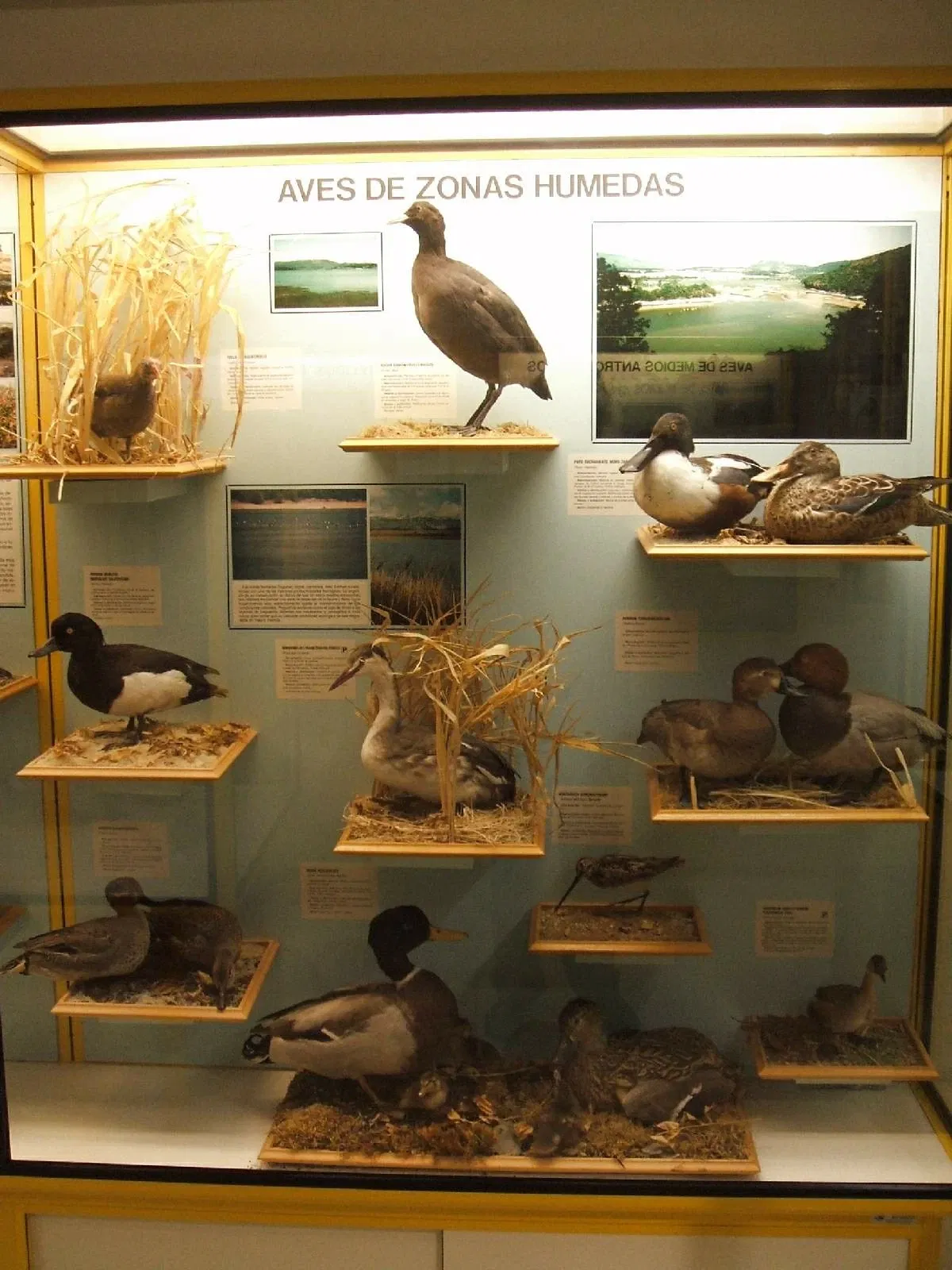Musée des sciences naturelles d'Alava