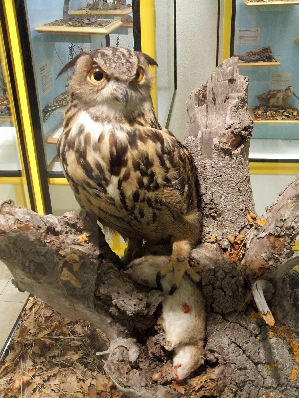 Museum of Natural Sciences of Álava