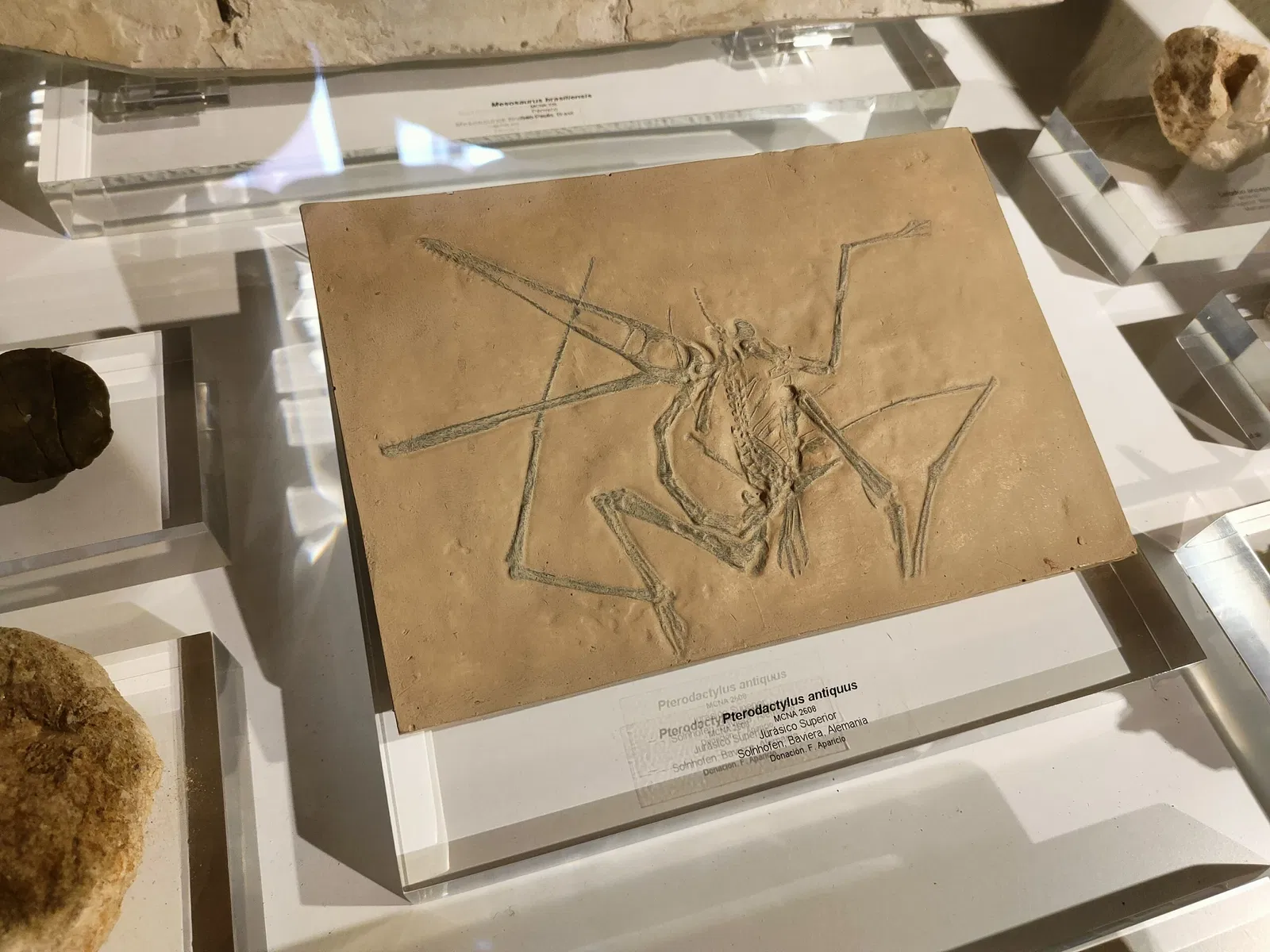 Museo de Ciencias Naturales de Álava