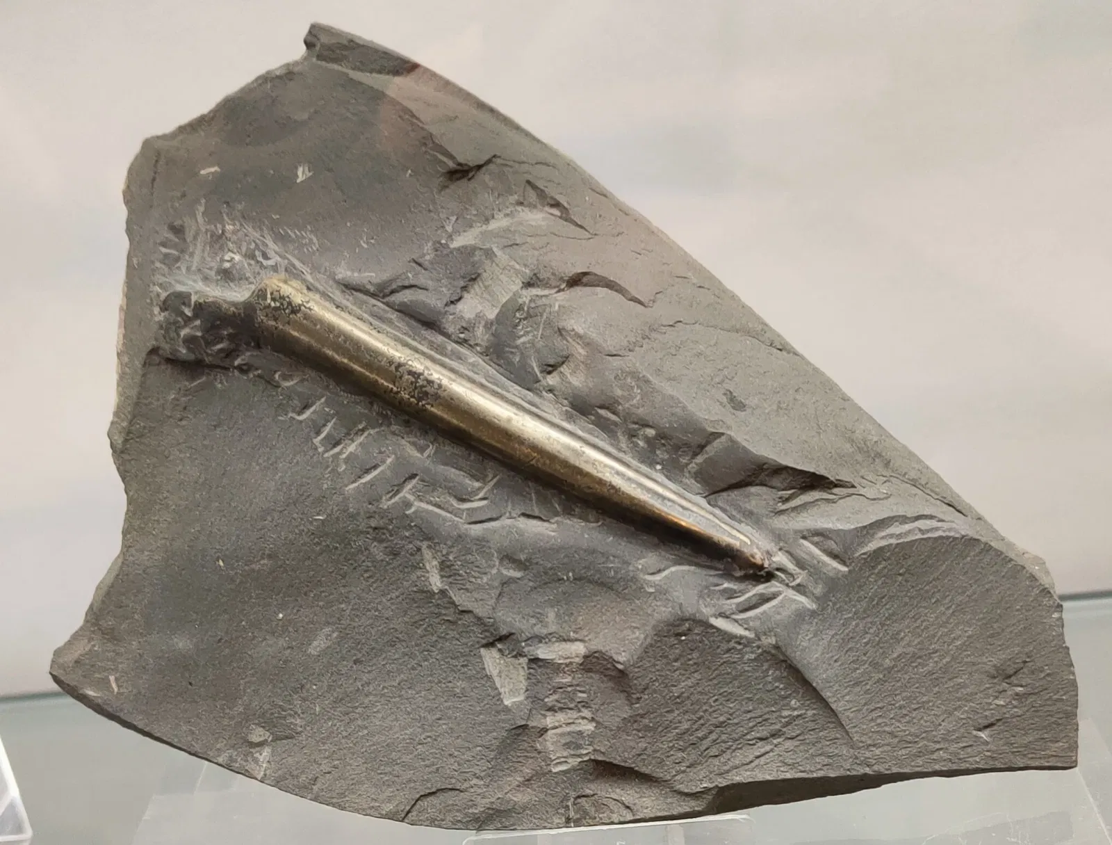 Musée des sciences naturelles d'Alava