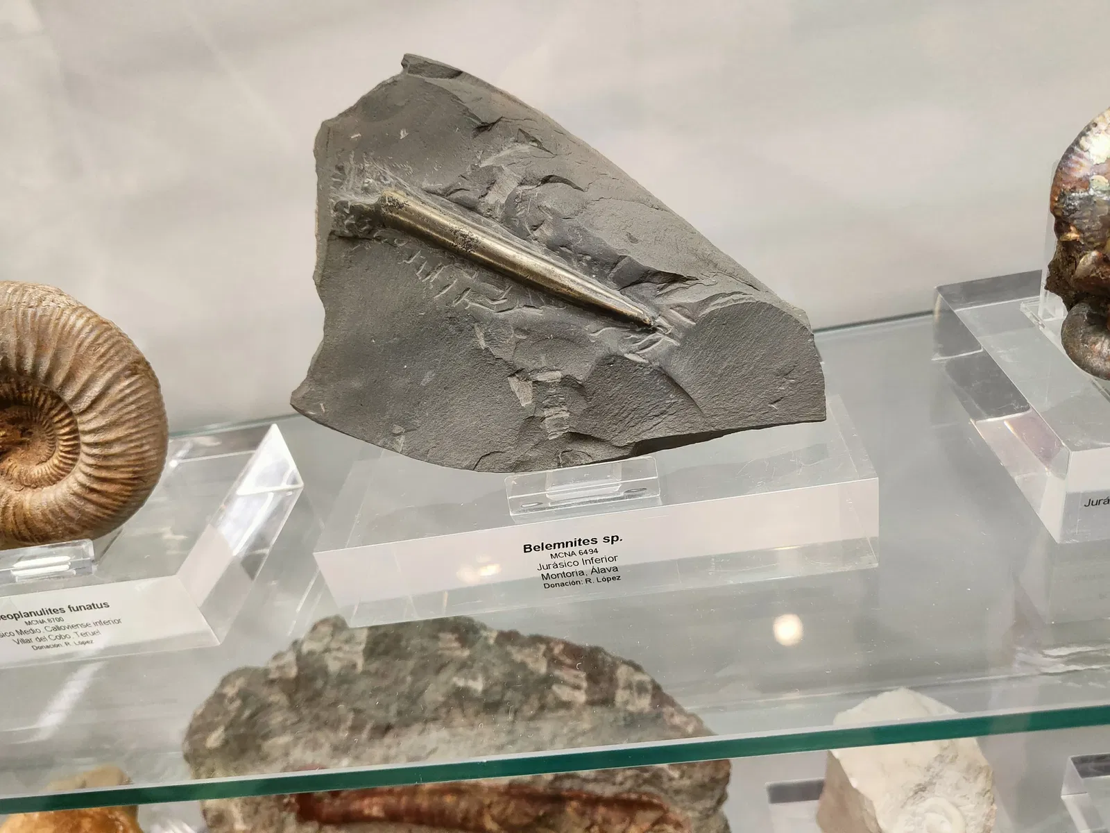 Museum of Natural Sciences of Álava