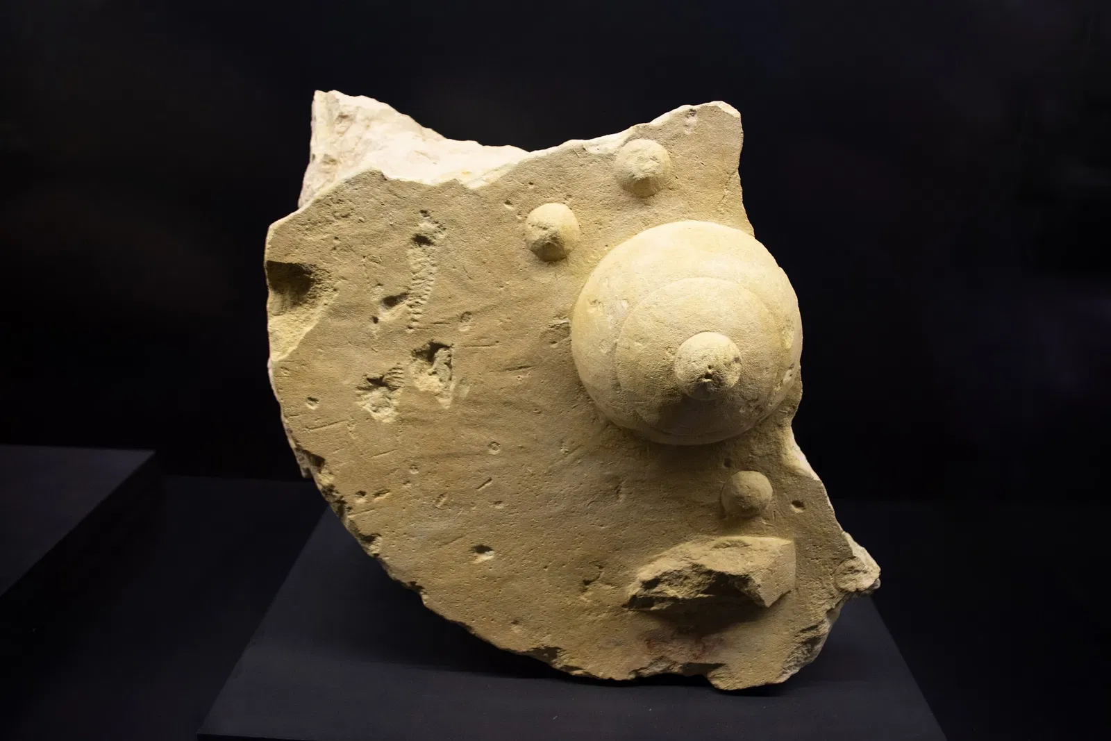 Museo Arqueológico y de Historia de Elche