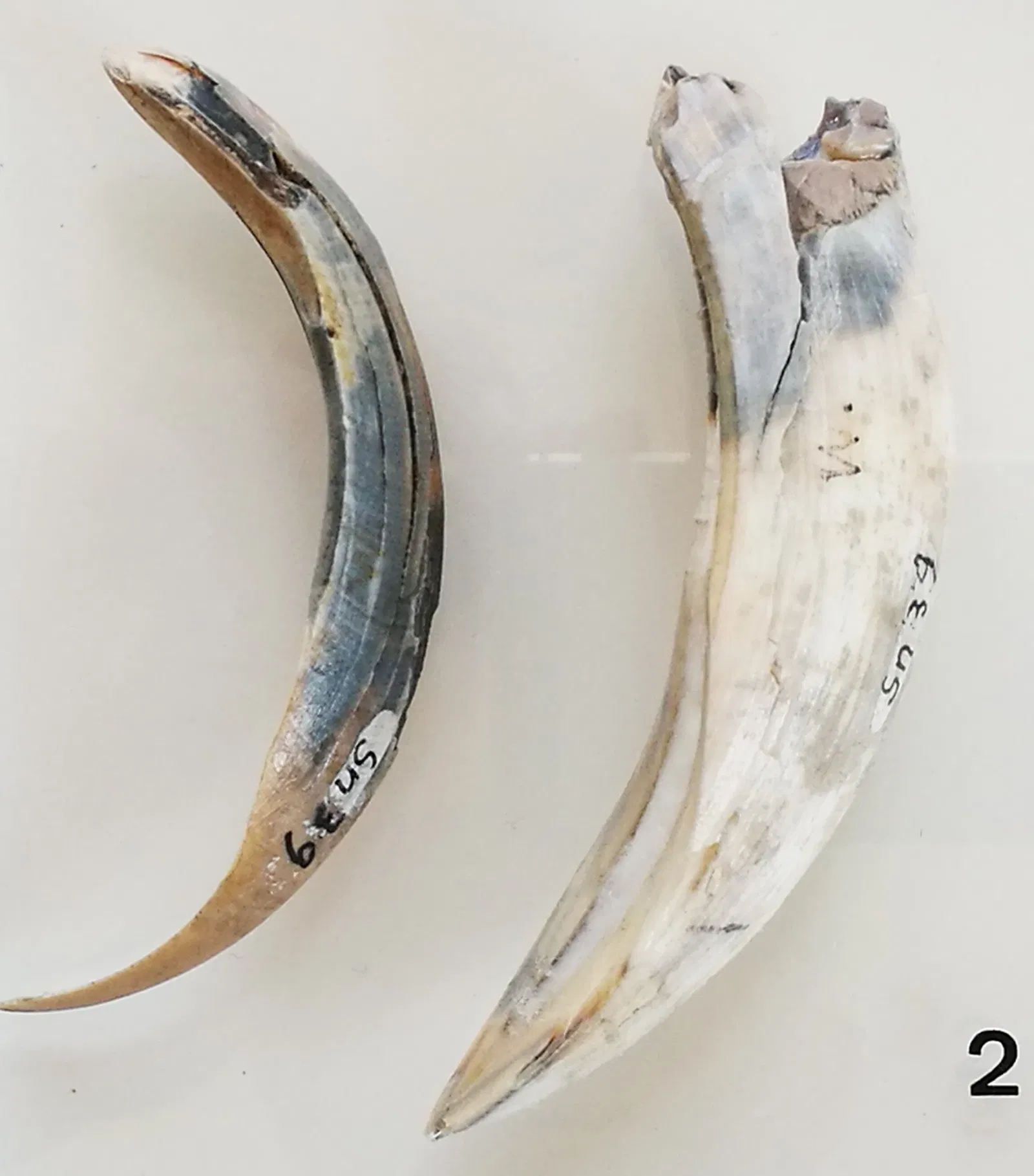 Archäologisches Hegau-Museum