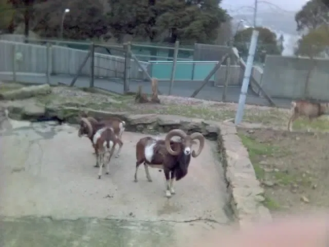 Zoológico de Vigo