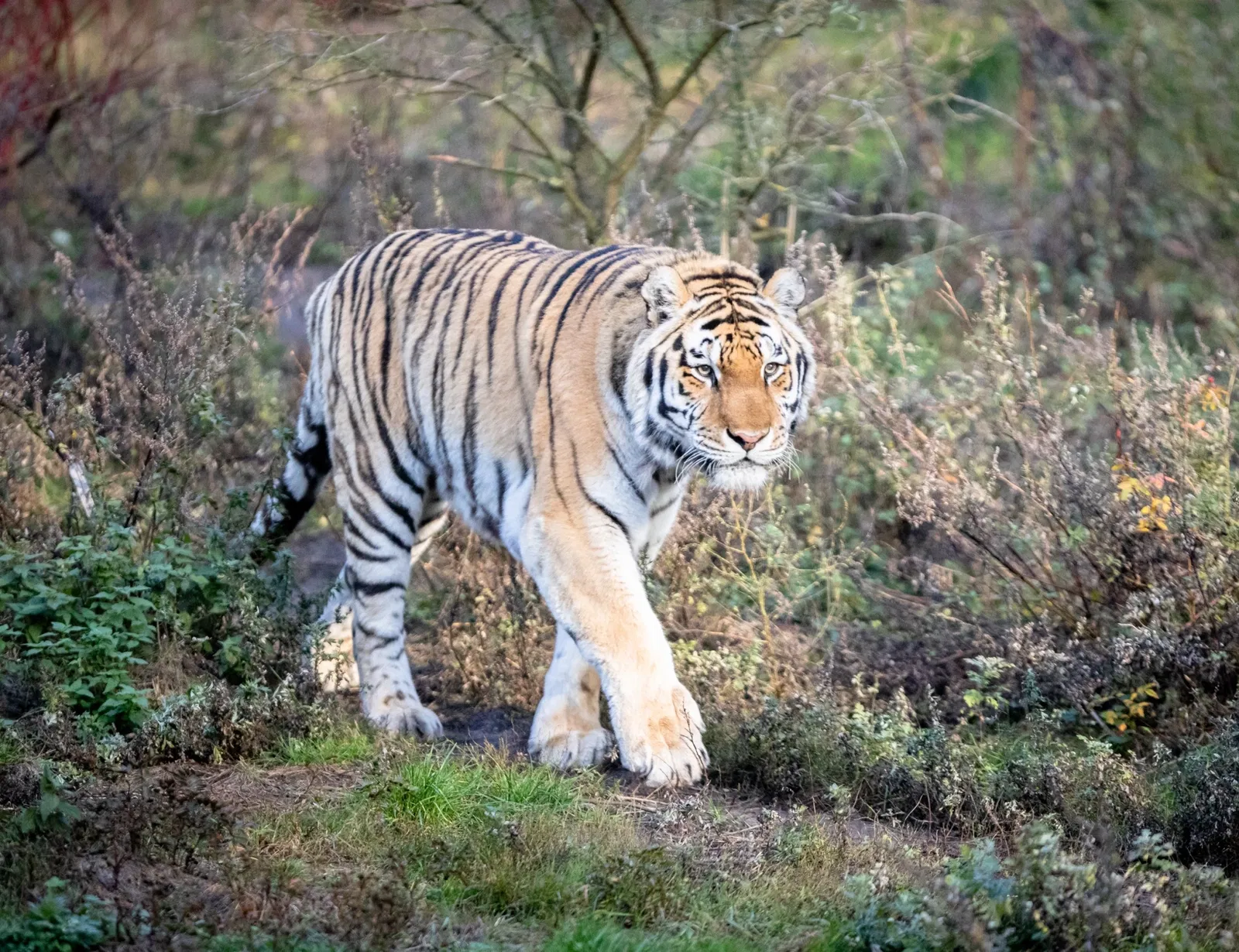 Parc animalier de la lande de Lunebourg